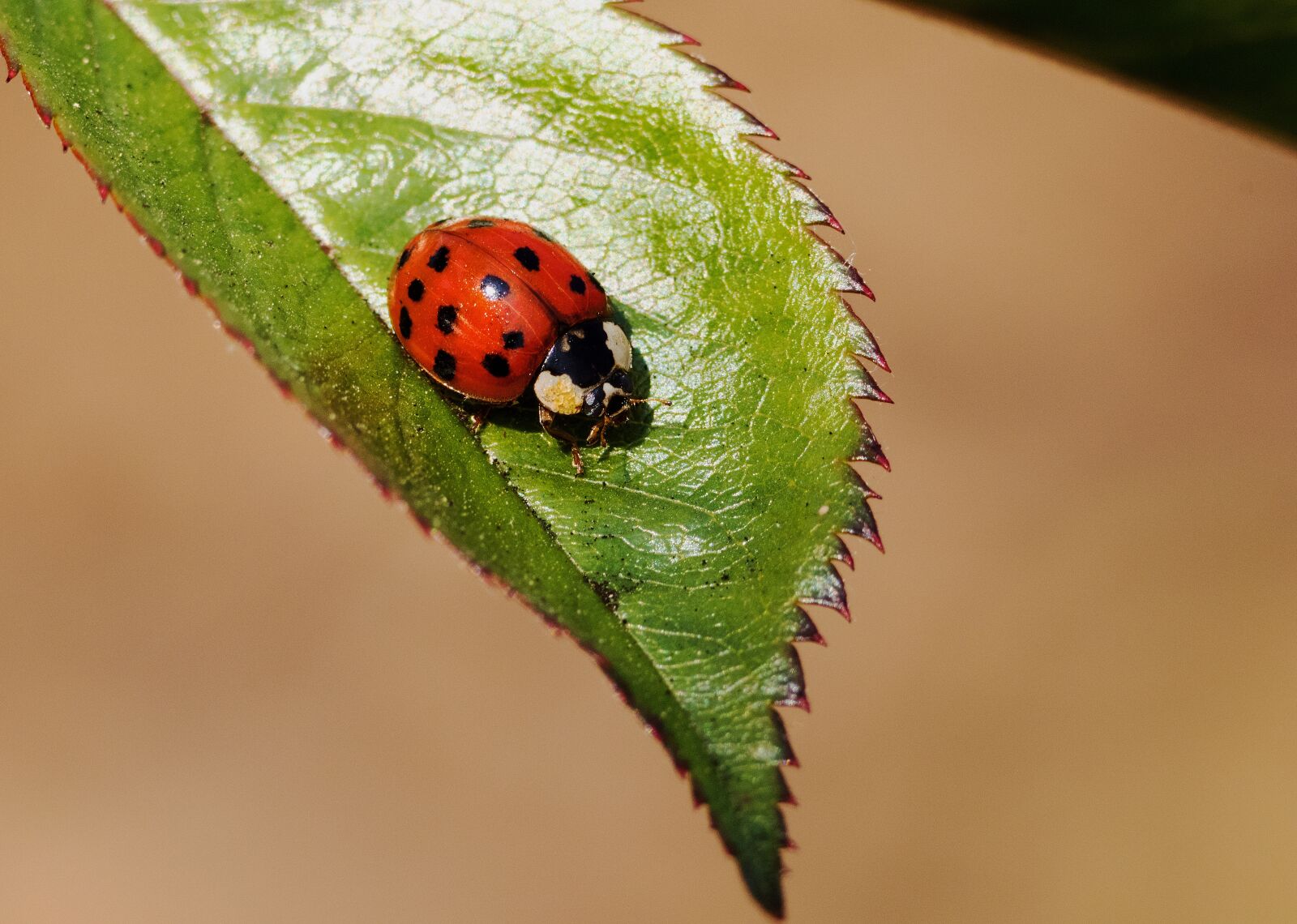 Canon EOS 80D sample photo. Ladybug, insect, nature photography