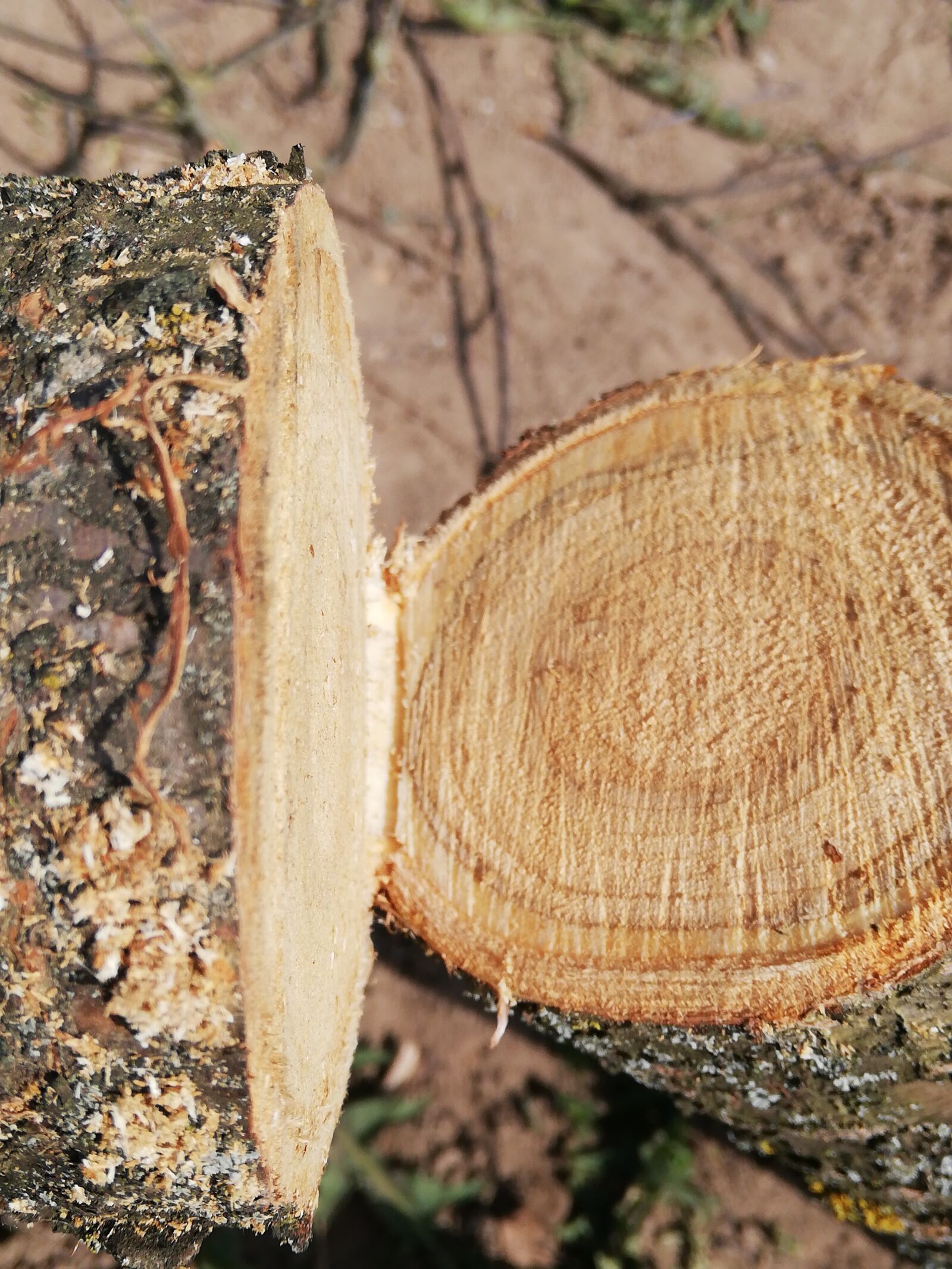 HUAWEI P20 lite sample photo. Wood, saw cut, logging photography