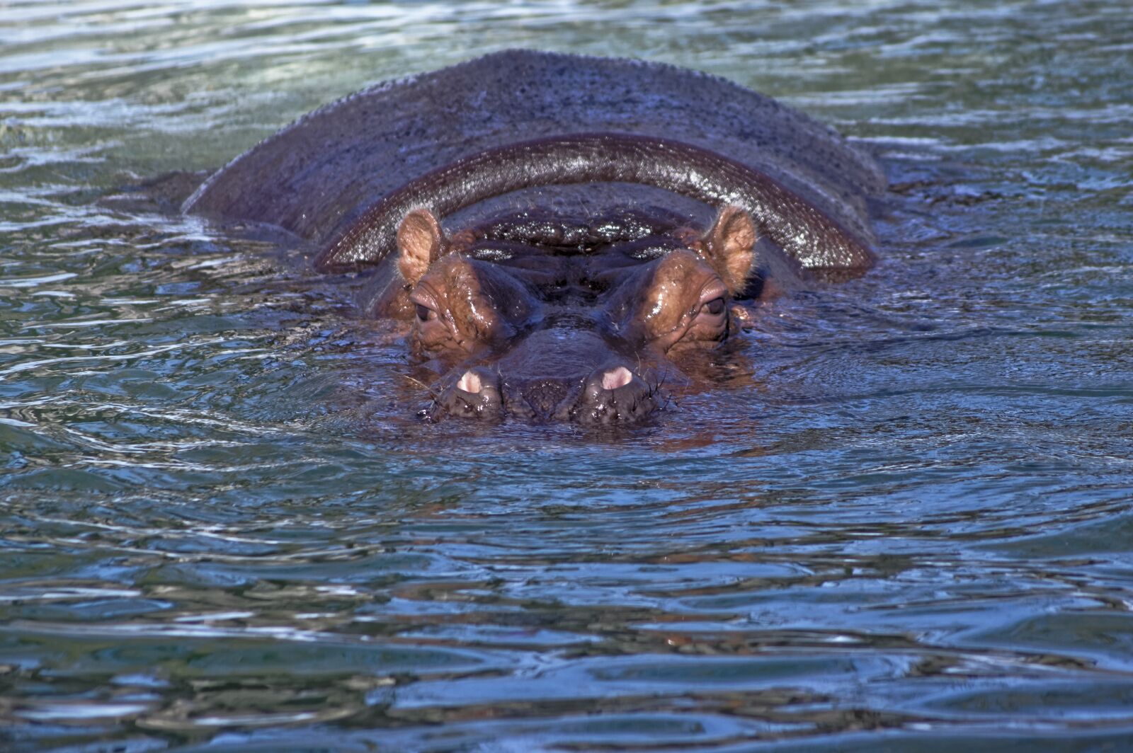 Pentax K-3 sample photo. Hippopotamus, water, wildlife photography