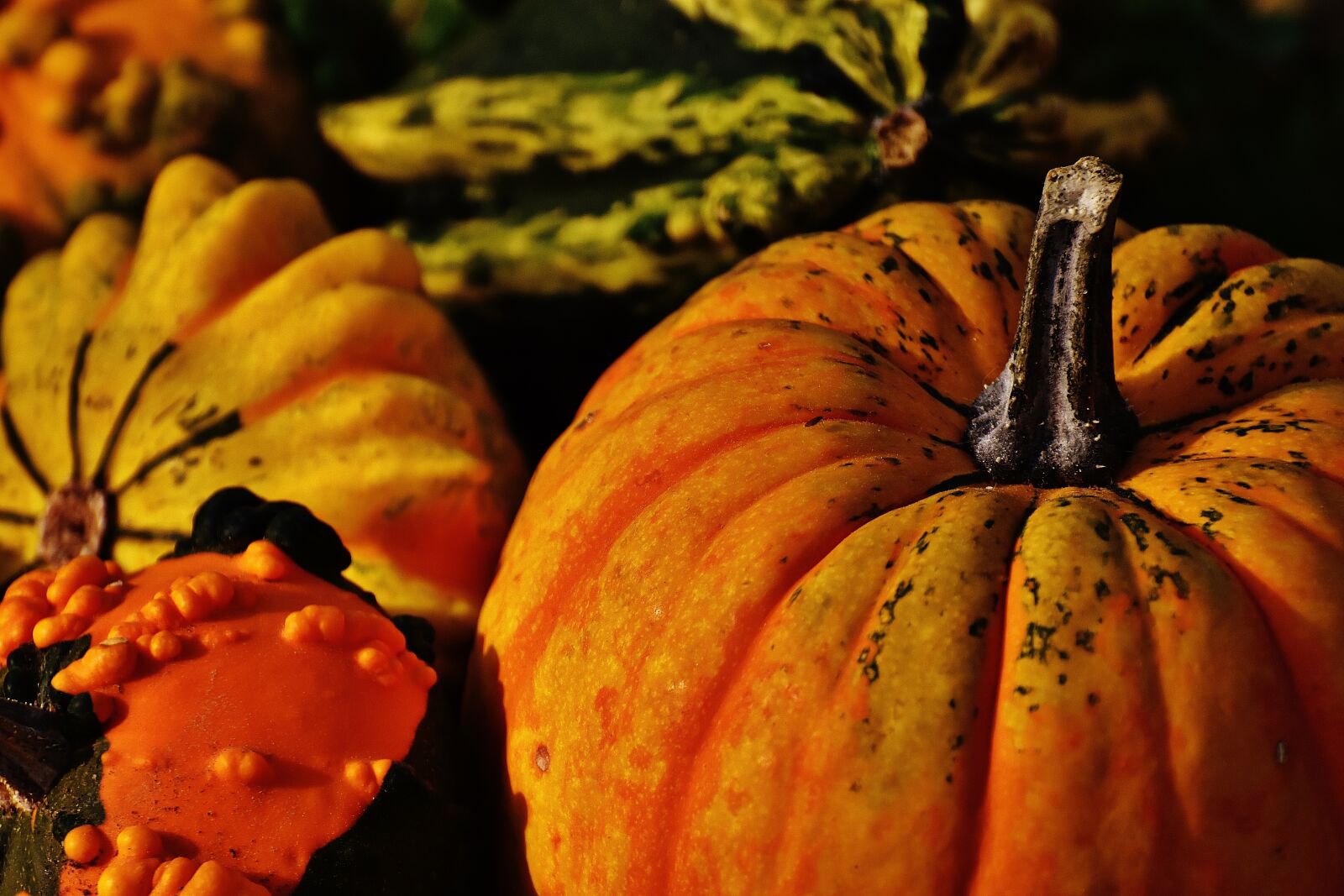 Nikon D7200 sample photo. Pumpkins, decorative squashes, nature photography