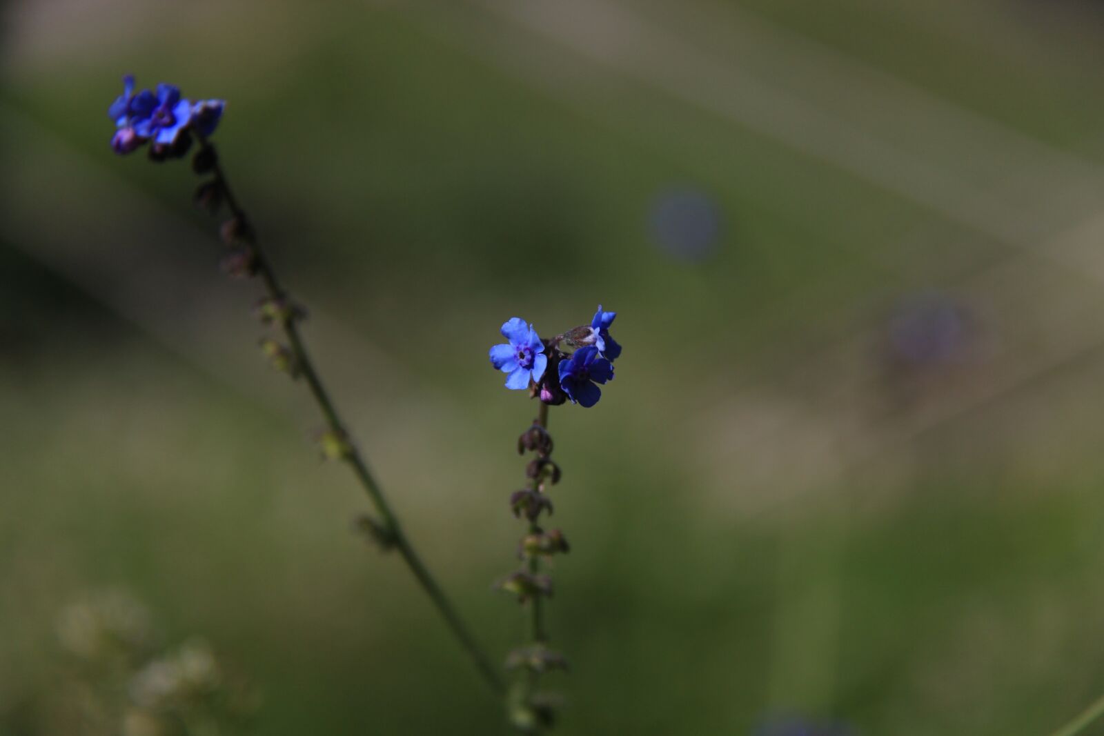 Canon EOS 500D (EOS Rebel T1i / EOS Kiss X3) sample photo. Mountain flower, blue, wild photography