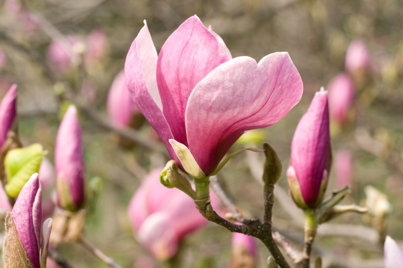 Sony Alpha DSLR-A350 sample photo. Magnolia, blooms, spring photography
