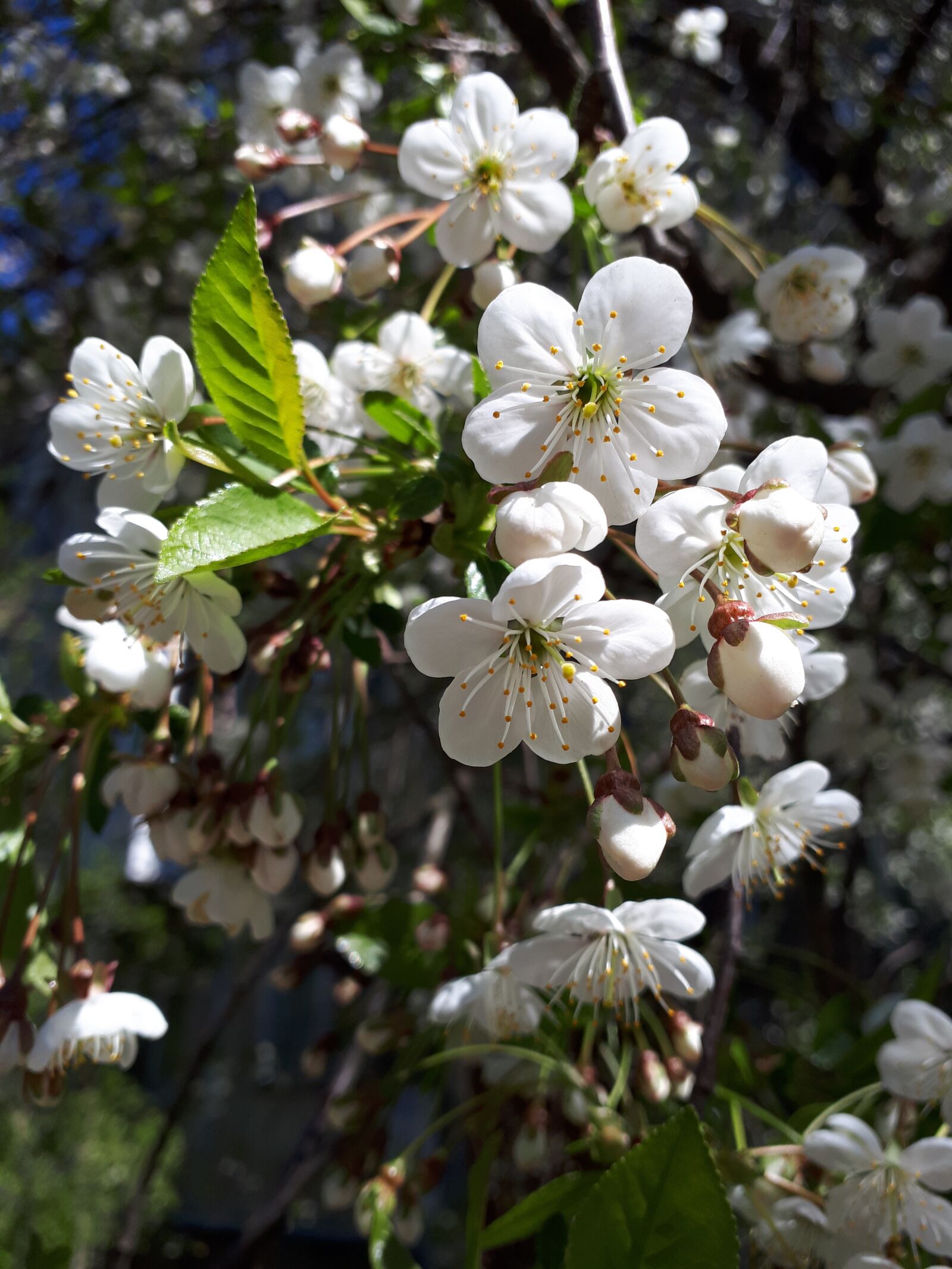 Samsung Galaxy A5(2017) sample photo. весна, cherry, цветы photography