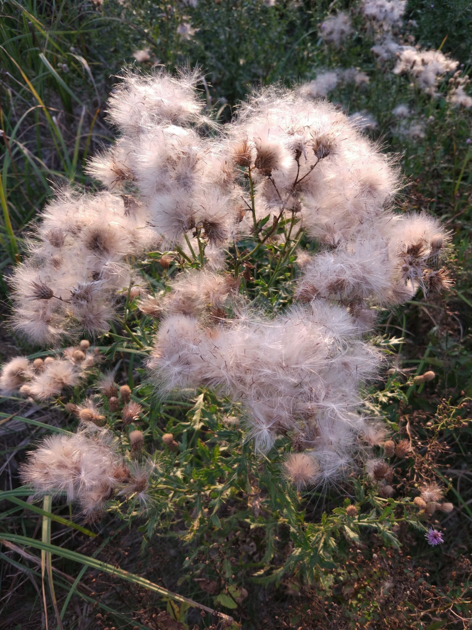 Xiaomi MI 5 sample photo. Nature, plants, flower photography
