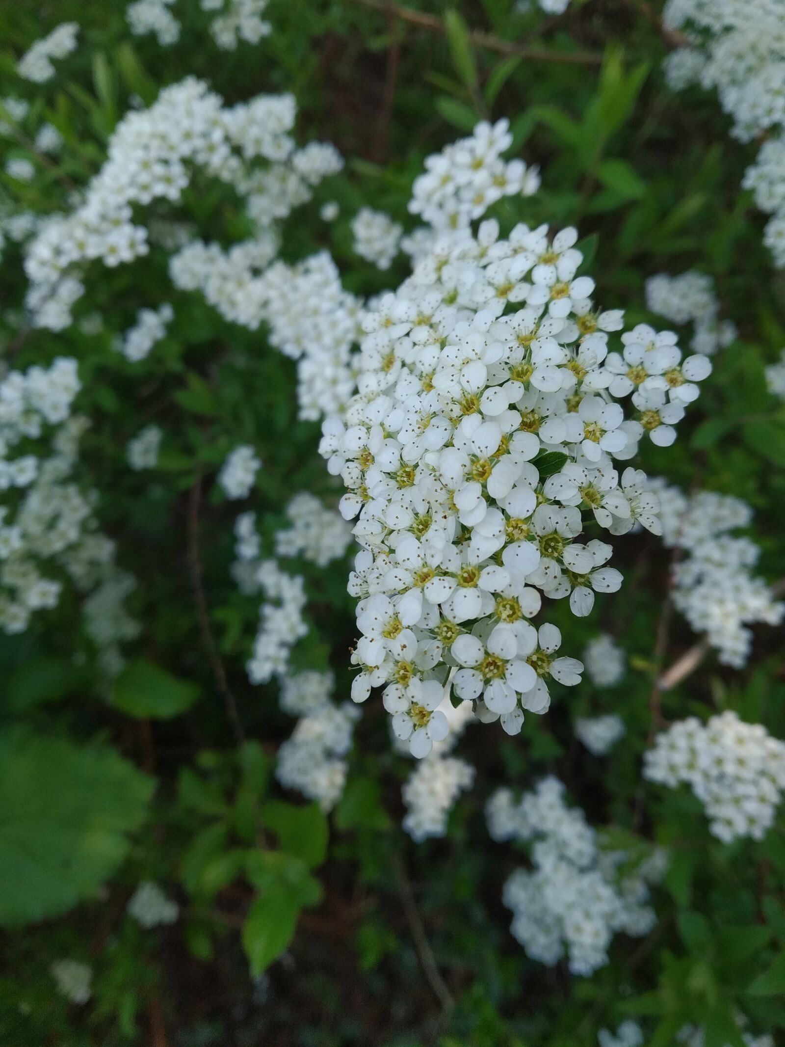 Xiaomi Mi A2 Lite sample photo. Nature, bush, flower photography