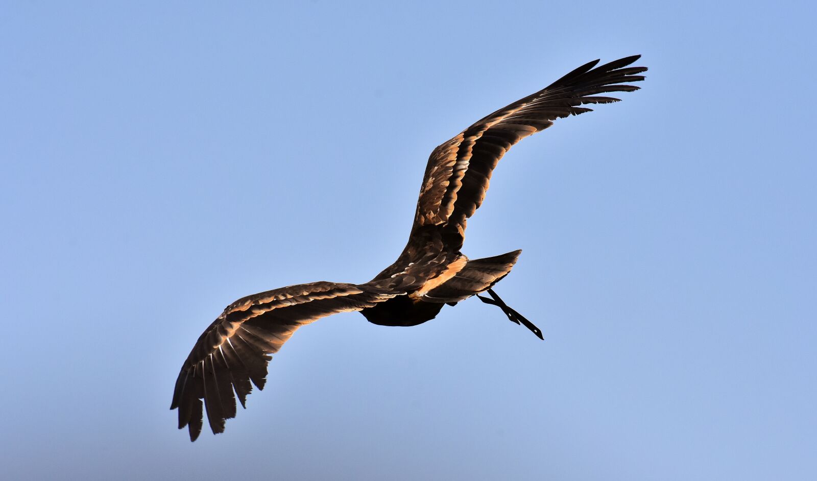 Nikon D7200 sample photo. Adler, raptor, bird of photography