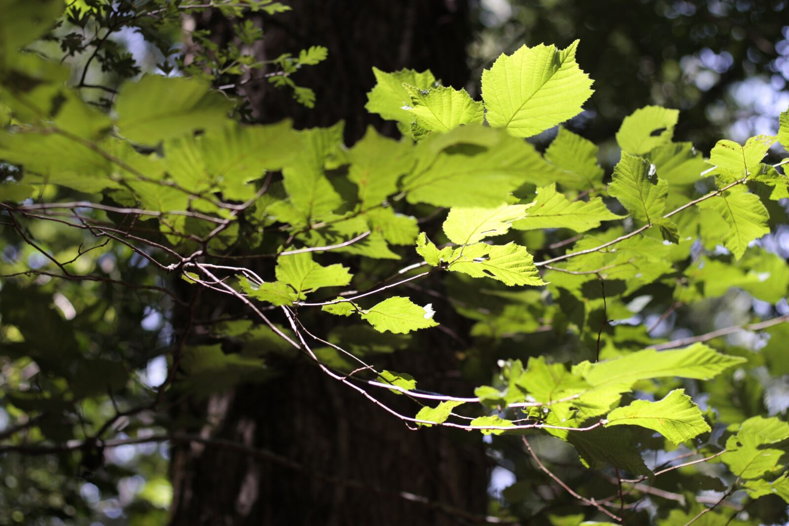 Canon EOS 450D (EOS Rebel XSi / EOS Kiss X2) sample photo. Leaf, nature, plant photography