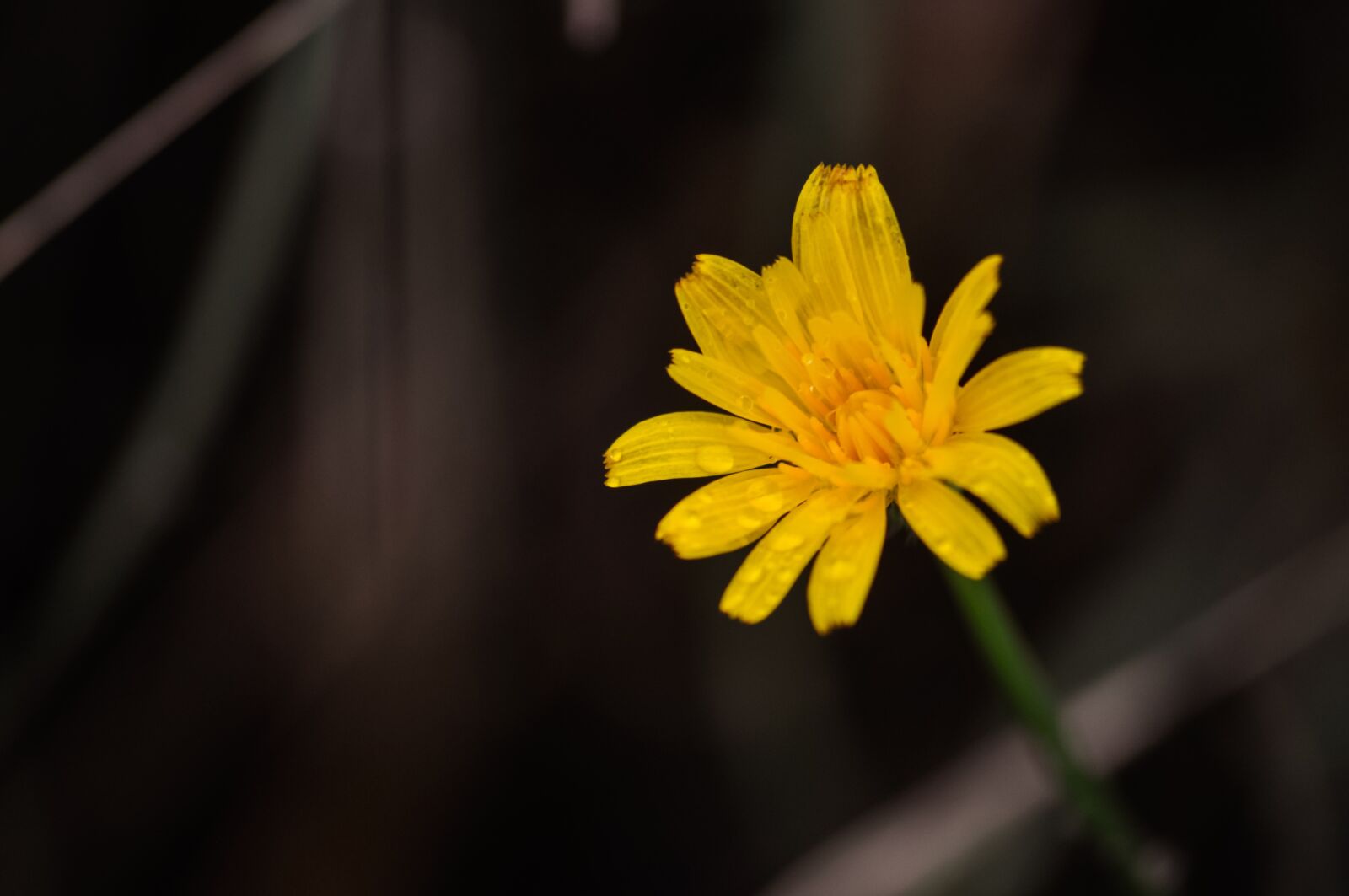 Nikon D90 sample photo. Flower, single, plant photography