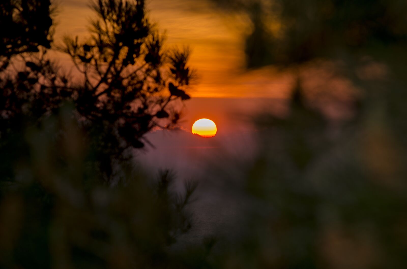 Nikon D7000 sample photo. Sunset in the forest photography