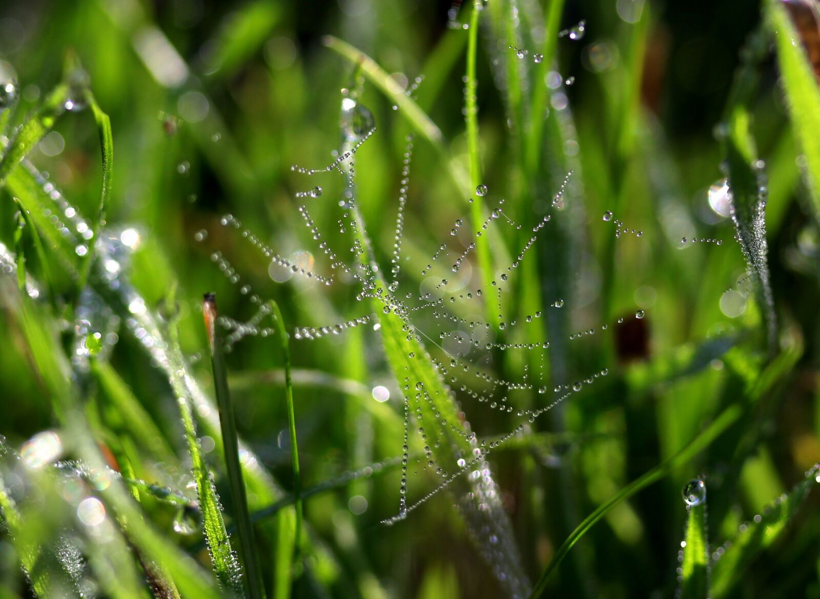 Canon EF-S 60mm F2.8 Macro USM sample photo. Grass, wet, drops photography