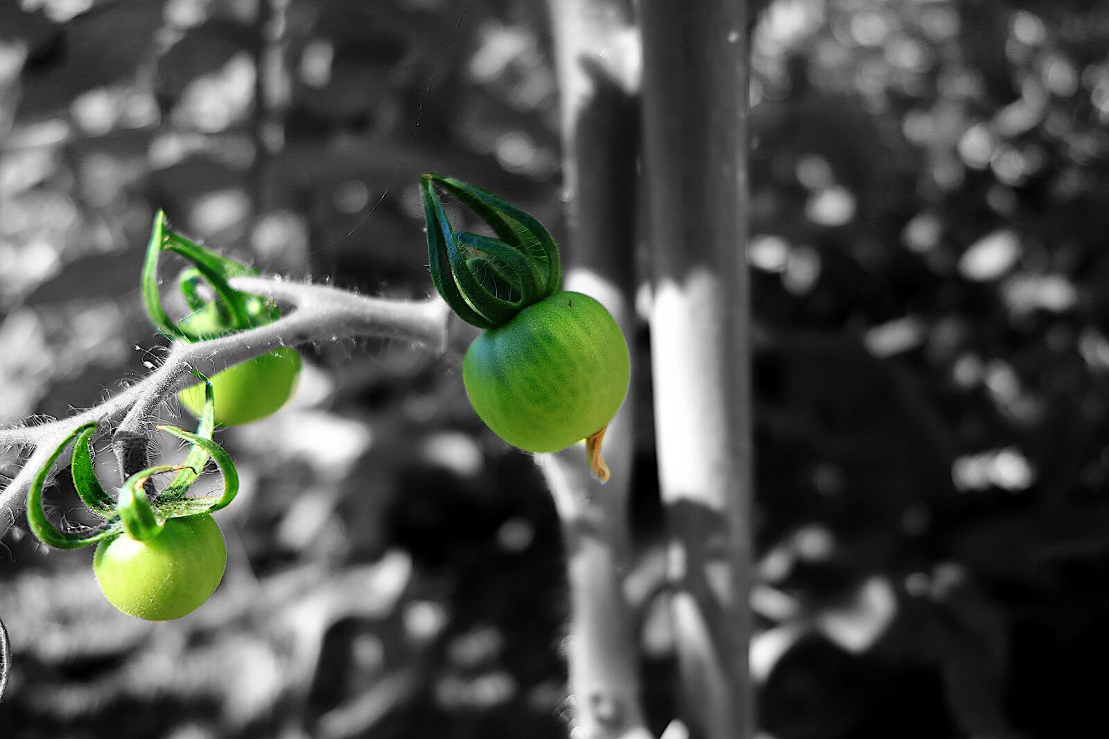 Canon PowerShot G1 X Mark III sample photo. Plant, tomatoes, vegetables photography