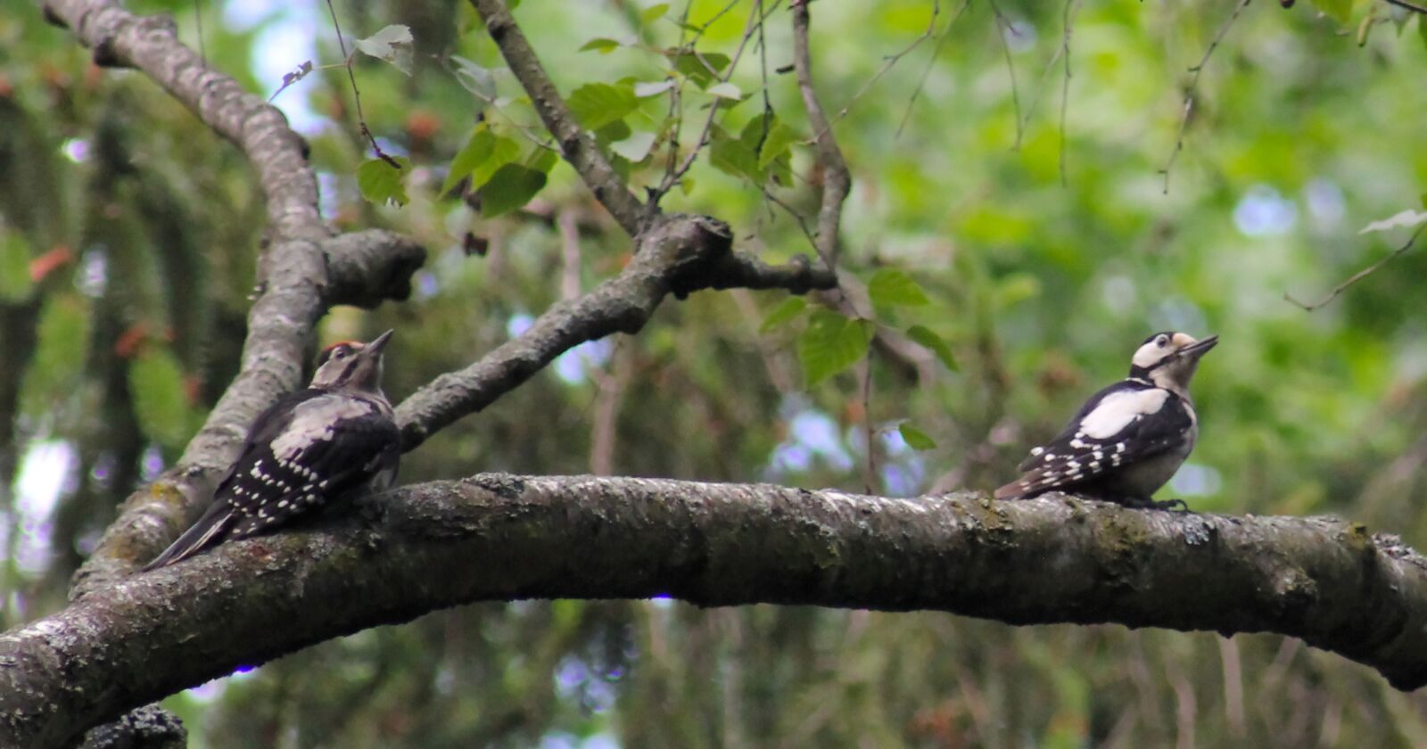 Canon EOS 550D (EOS Rebel T2i / EOS Kiss X4) sample photo. Great spotted woodpecker, young photography