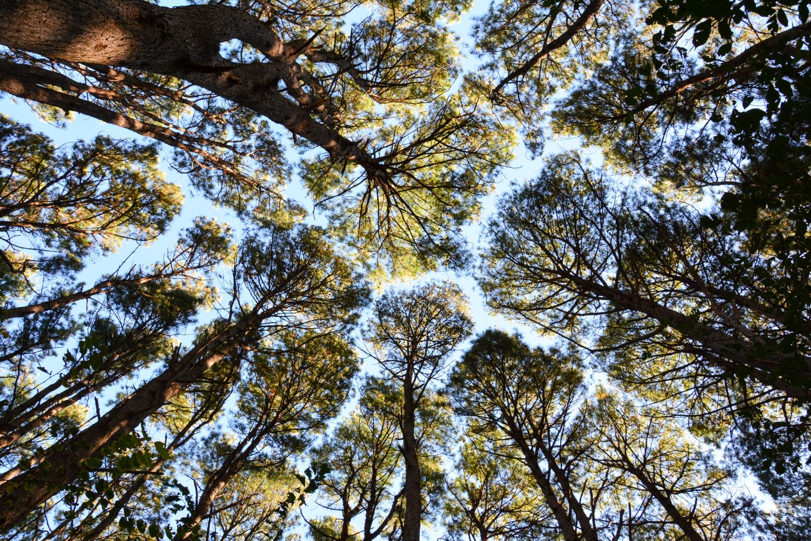 Nikon D7100 sample photo. Forest, trees, tree photography