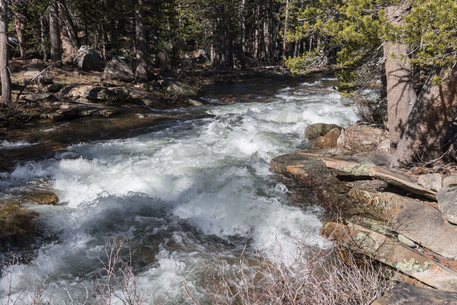 Canon EOS 7D Mark II + Canon EF 24-105mm F4L IS USM sample photo. River, wild water, forest photography