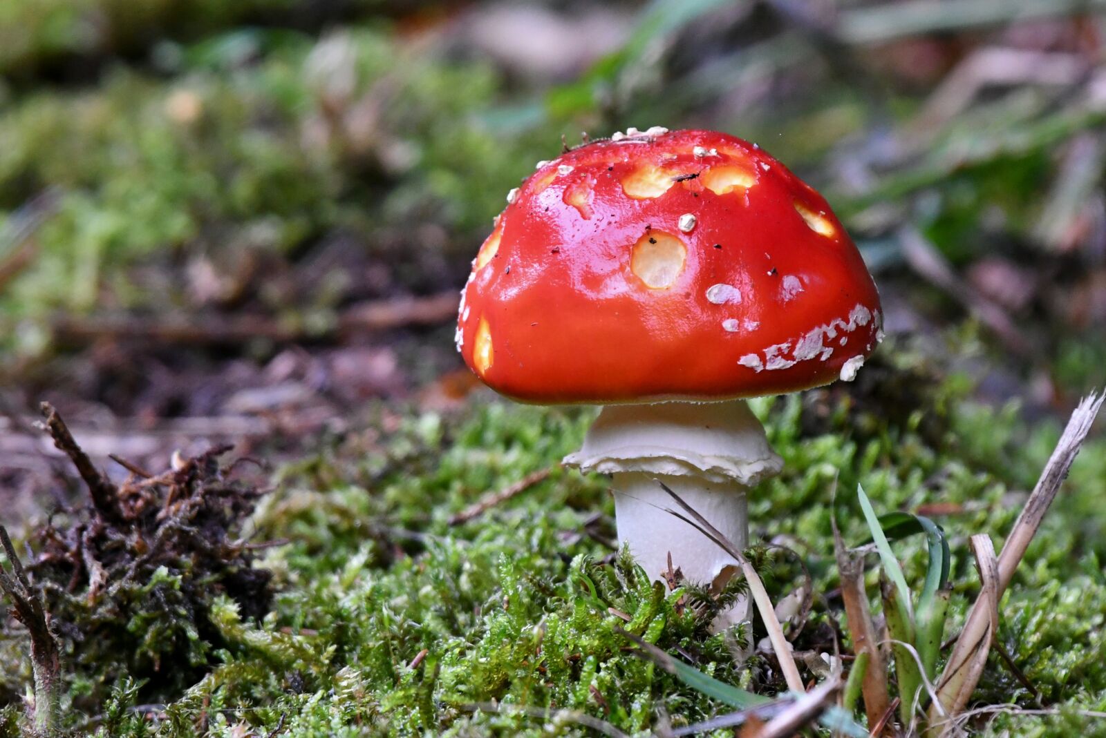 Nikon D500 sample photo. Mushroom, fly agaric, nature photography