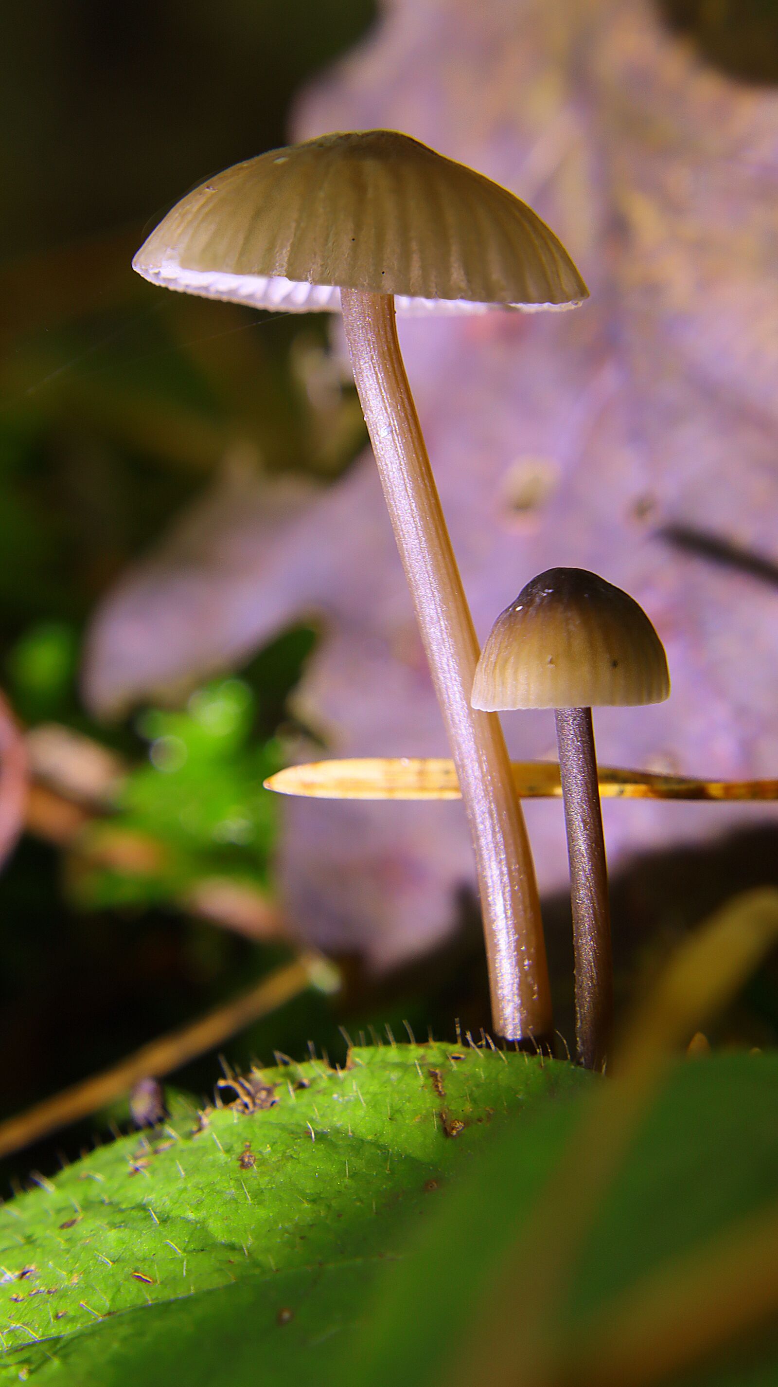 Canon EF-M 15-45mm F3.5-6.3 IS STM sample photo. Mushrooms, forest, nature photography