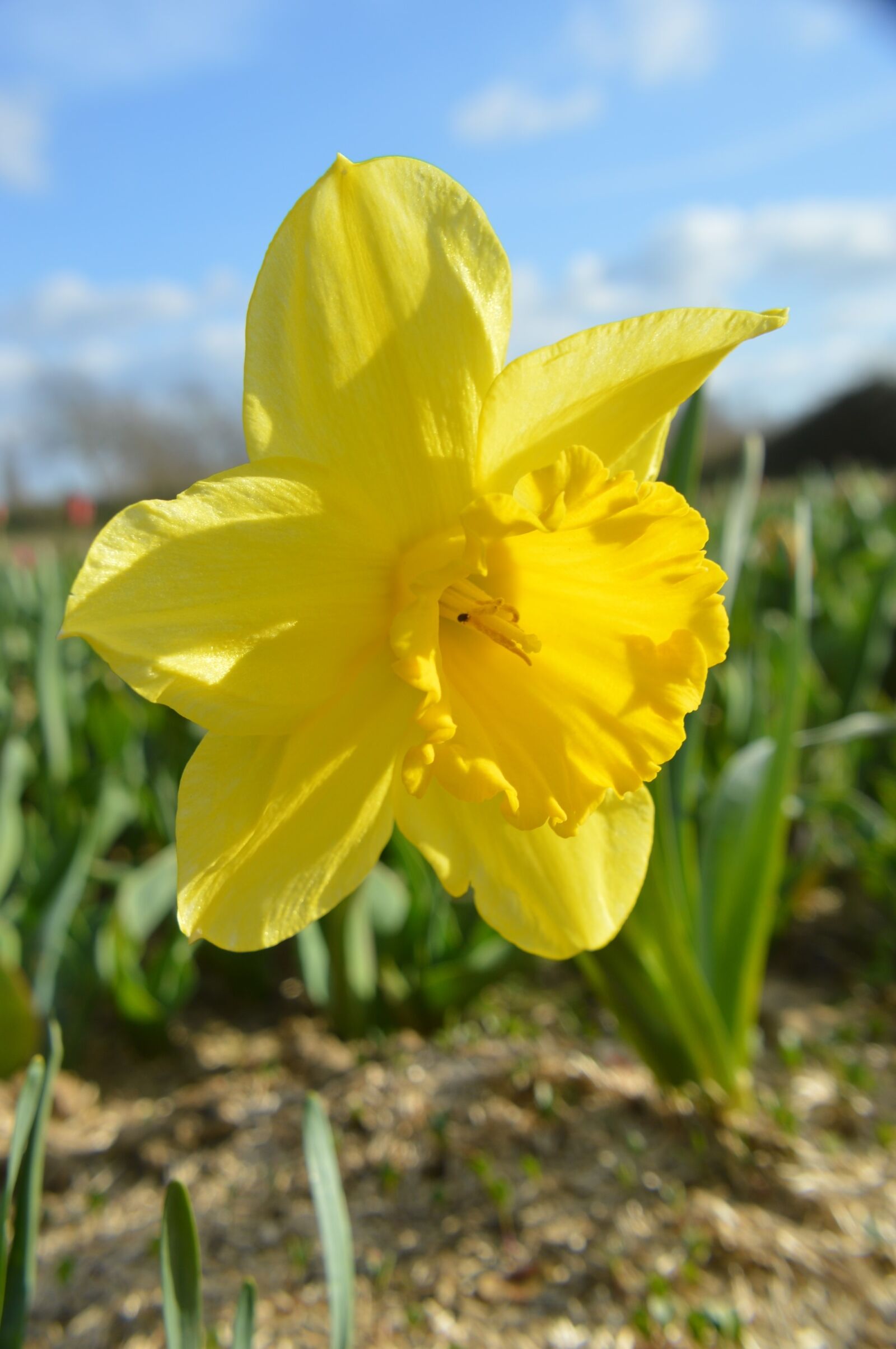 Nikon D3200 sample photo. Daffodil, flower, petal photography