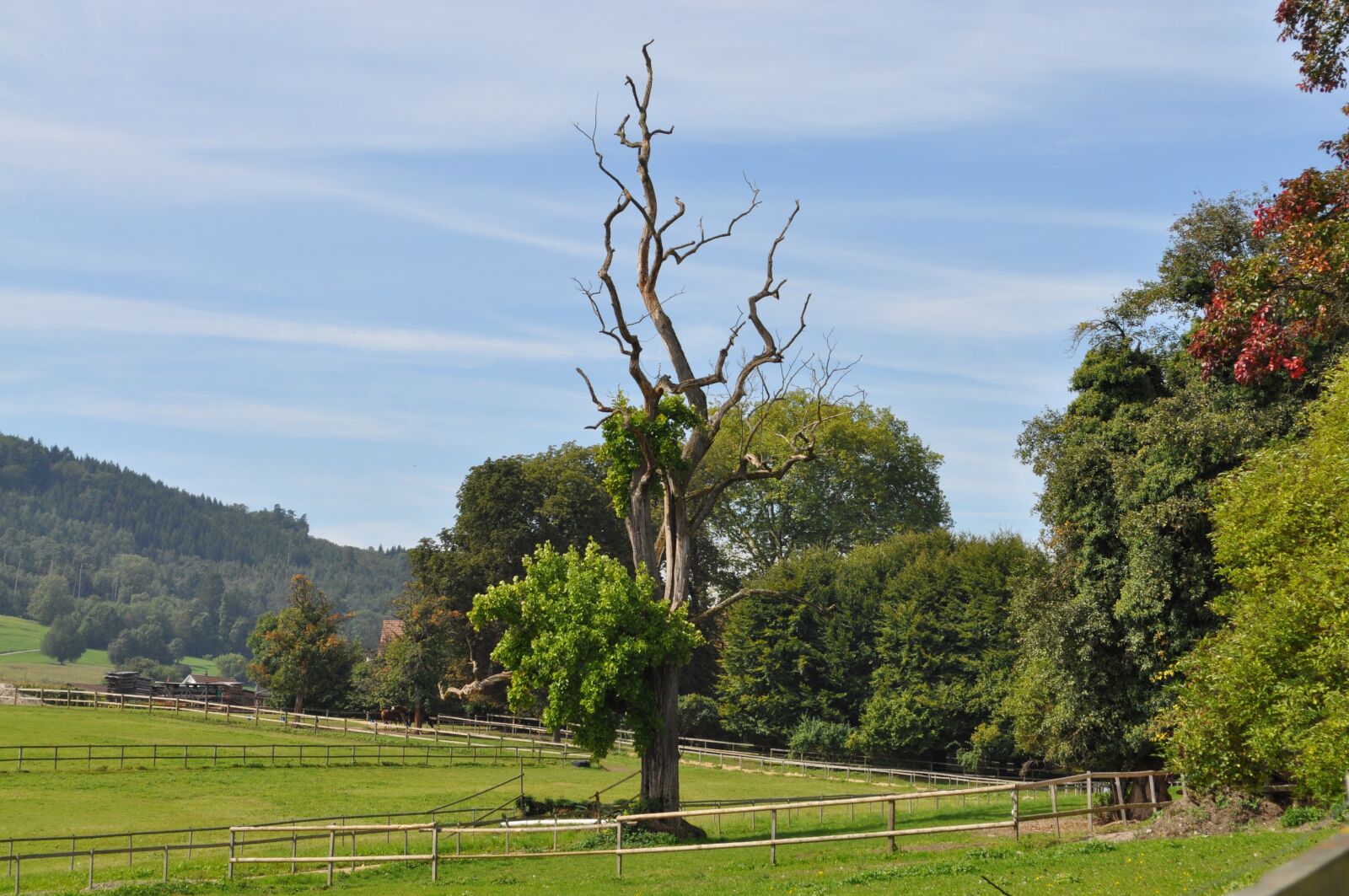 Nikon D5000 sample photo. Landscape, green, meadow photography