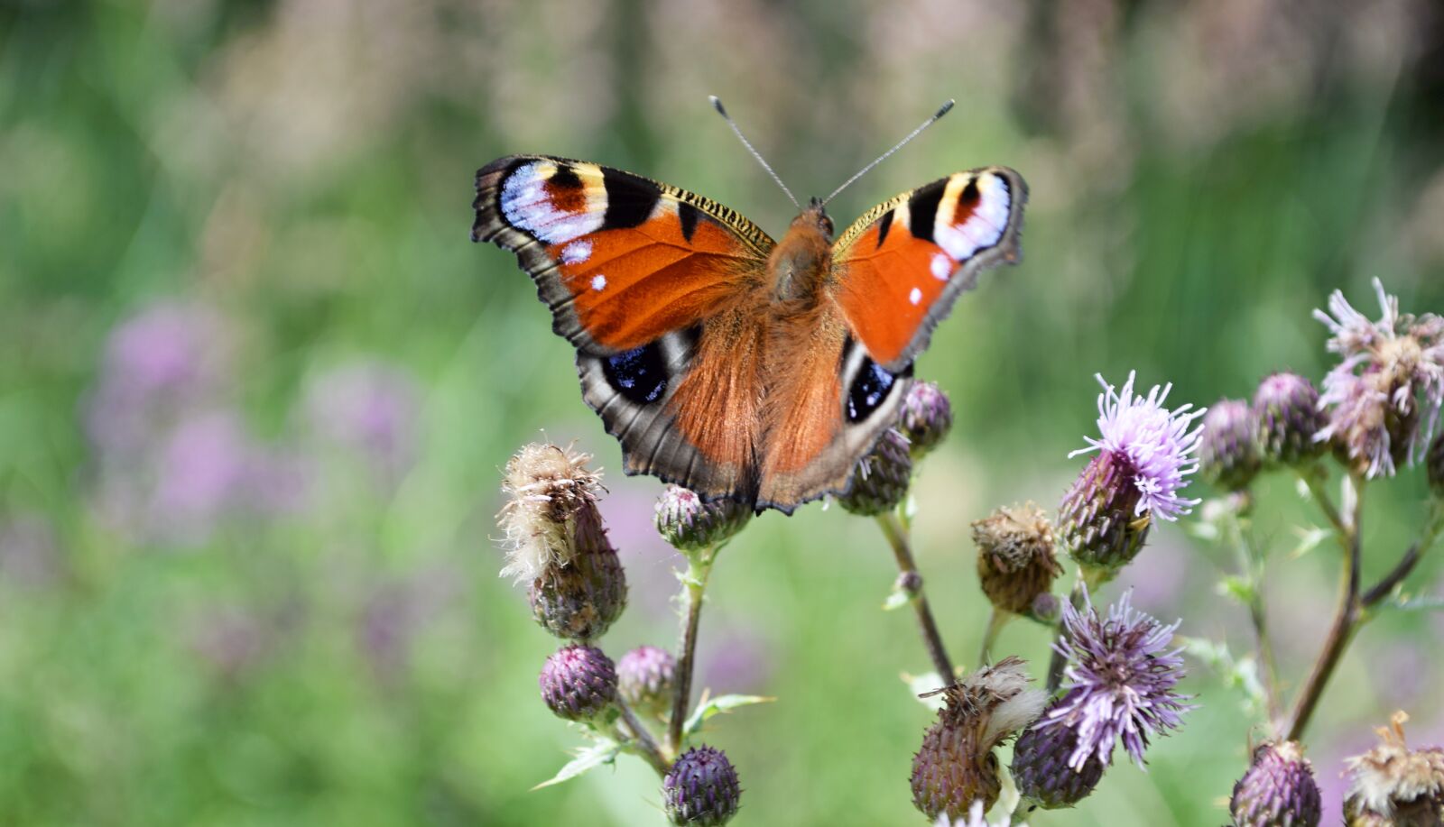 Nikon D5300 sample photo. Butterfly, insects, meadow photography
