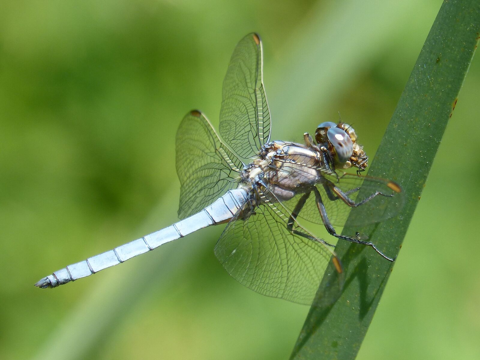Panasonic DMC-FZ62 sample photo. Blue dragonfly, detail, beauty photography