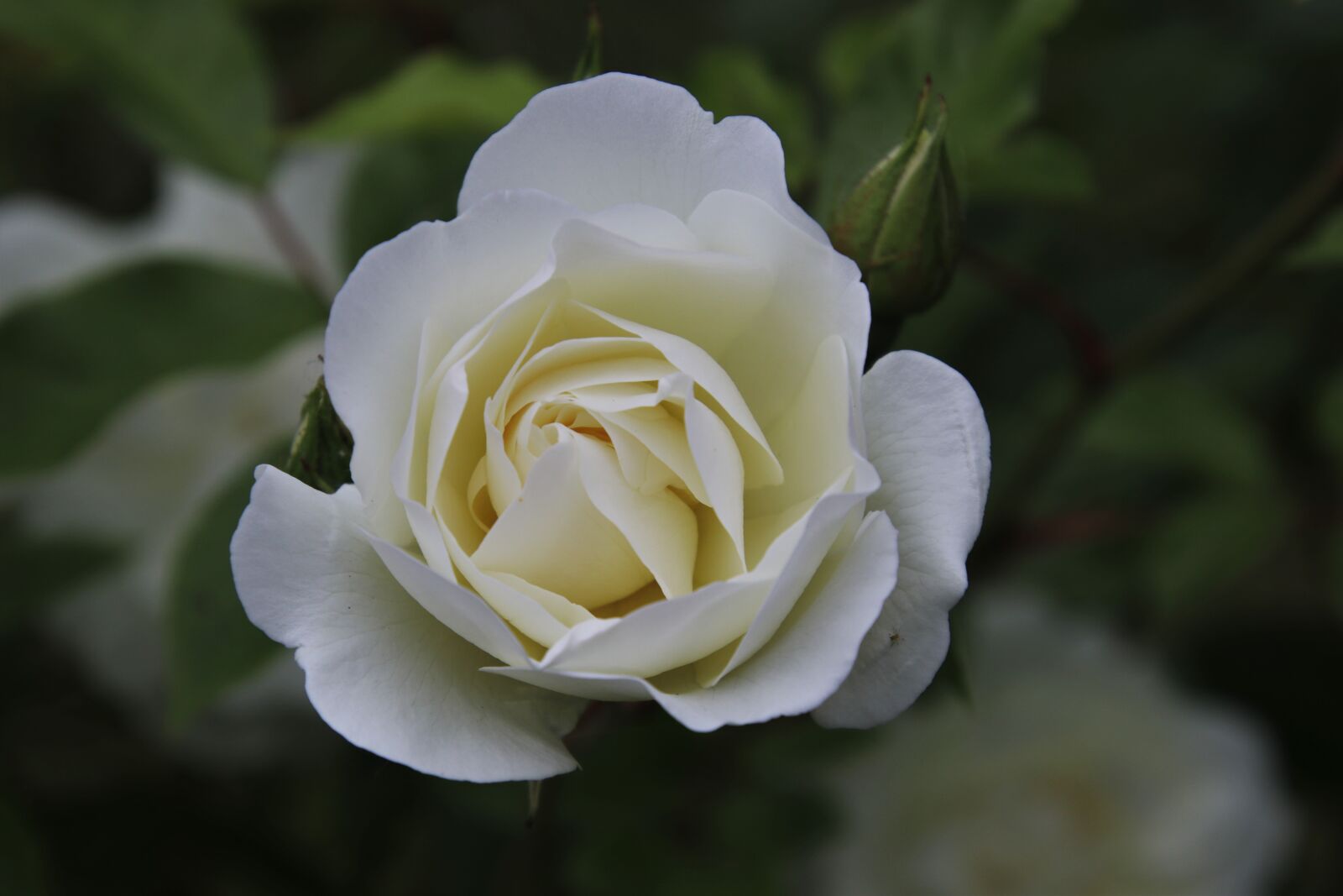 Canon EOS 80D sample photo. White flower, roses, beauty photography