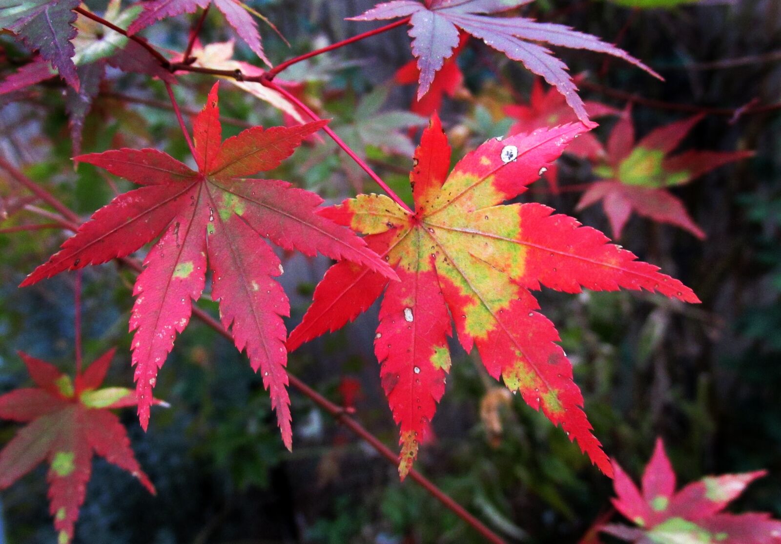 Canon PowerShot SX170 IS sample photo. Autumn, leaves, colorful photography