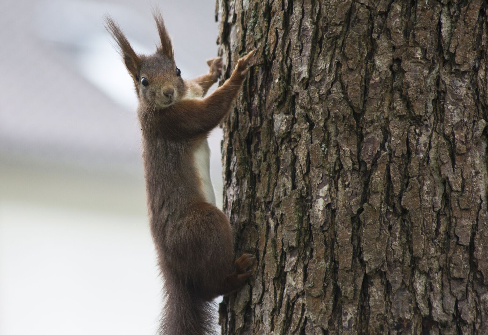 Canon EF 70-300mm F4-5.6 IS USM sample photo. Squirrel, animal, nature photography