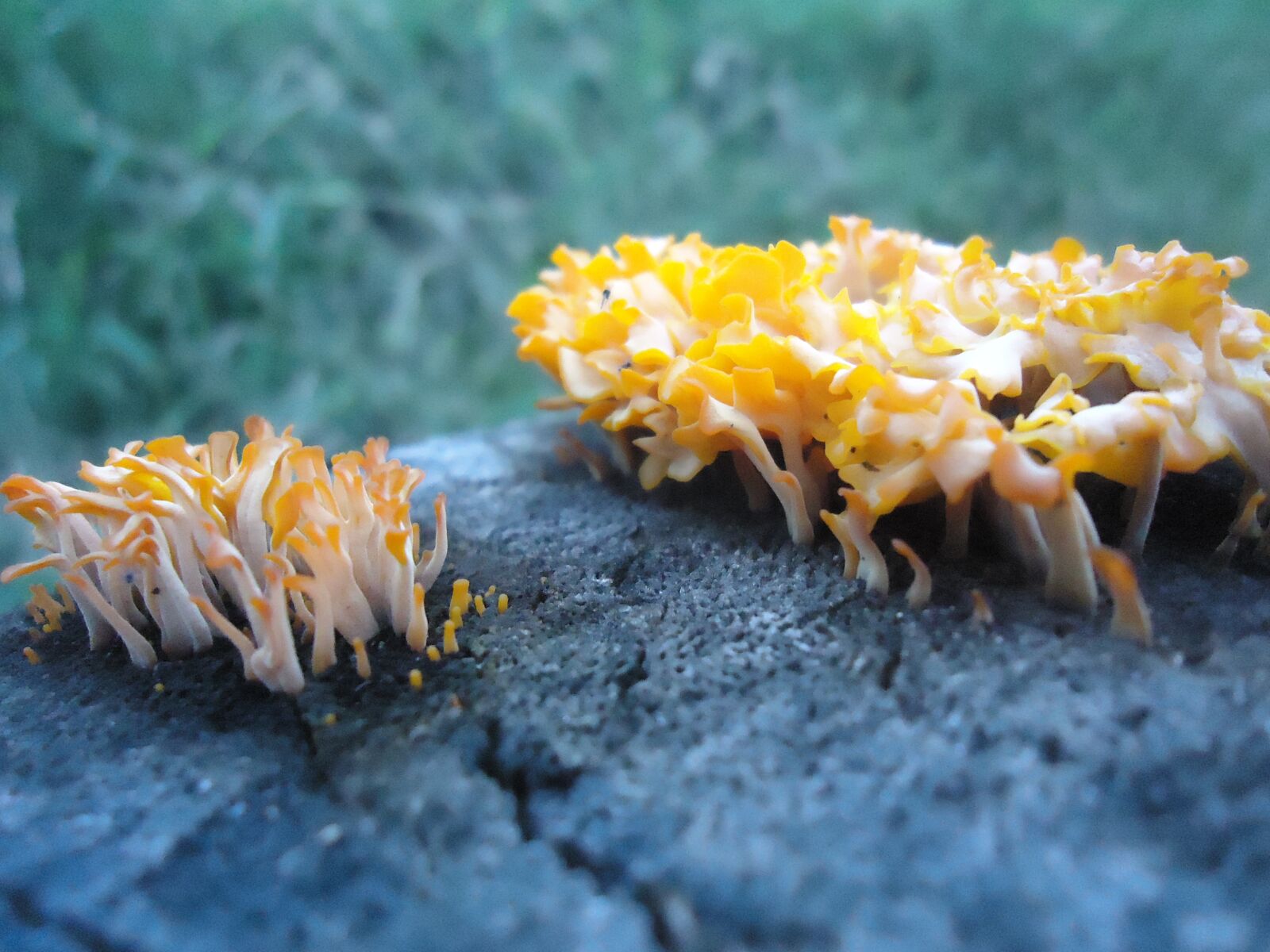 Sony Cyber-shot DSC-W610 sample photo. Nature, fungi, blue photography