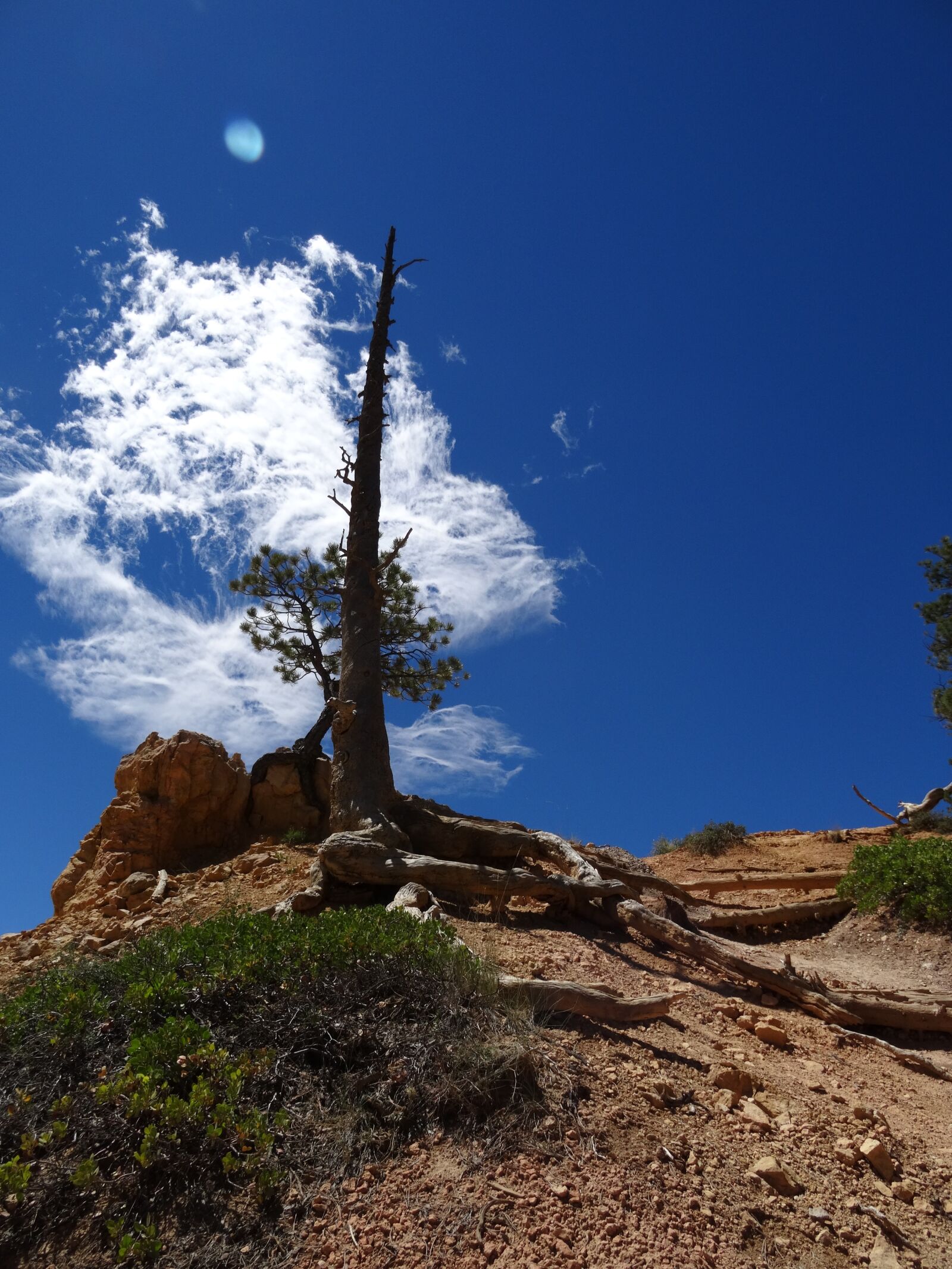 Sony Cyber-shot DSC-HX50V sample photo. Tree, nature, summer photography
