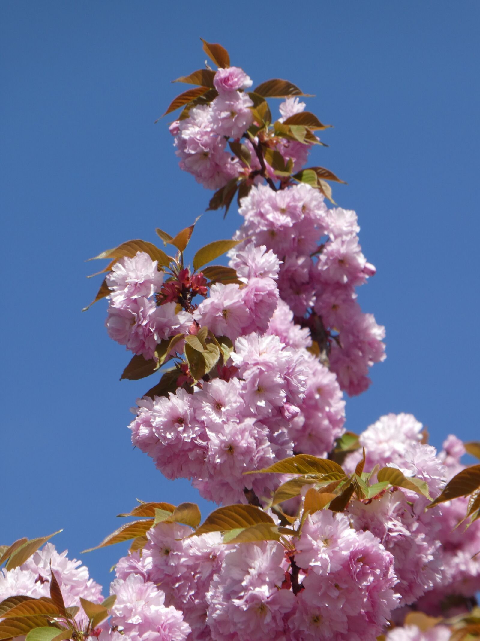Panasonic DMC-TZ81 sample photo. Spring, pink flowers, tree photography