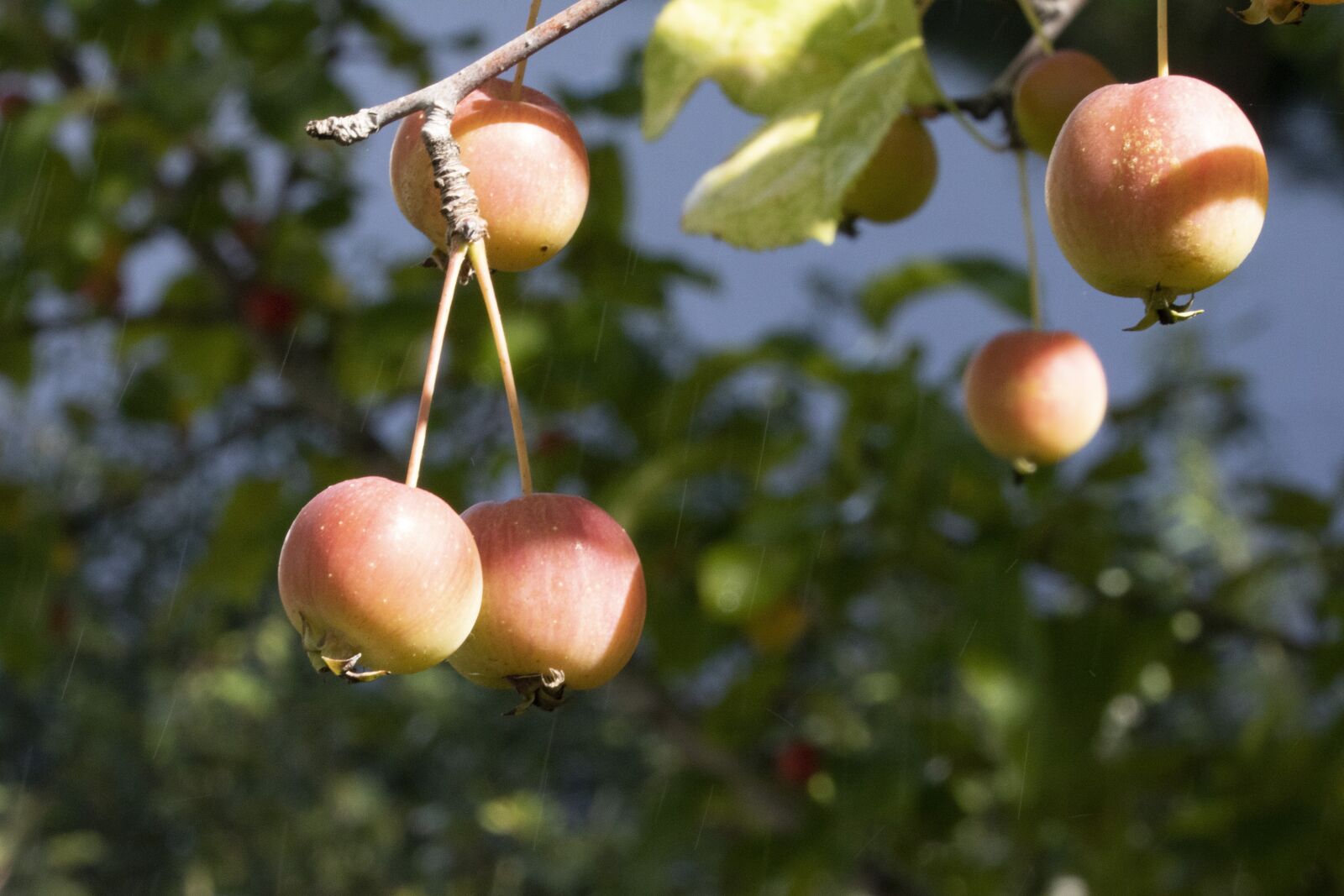 Canon EOS 750D (EOS Rebel T6i / EOS Kiss X8i) sample photo. Apple, apple baby, mini photography