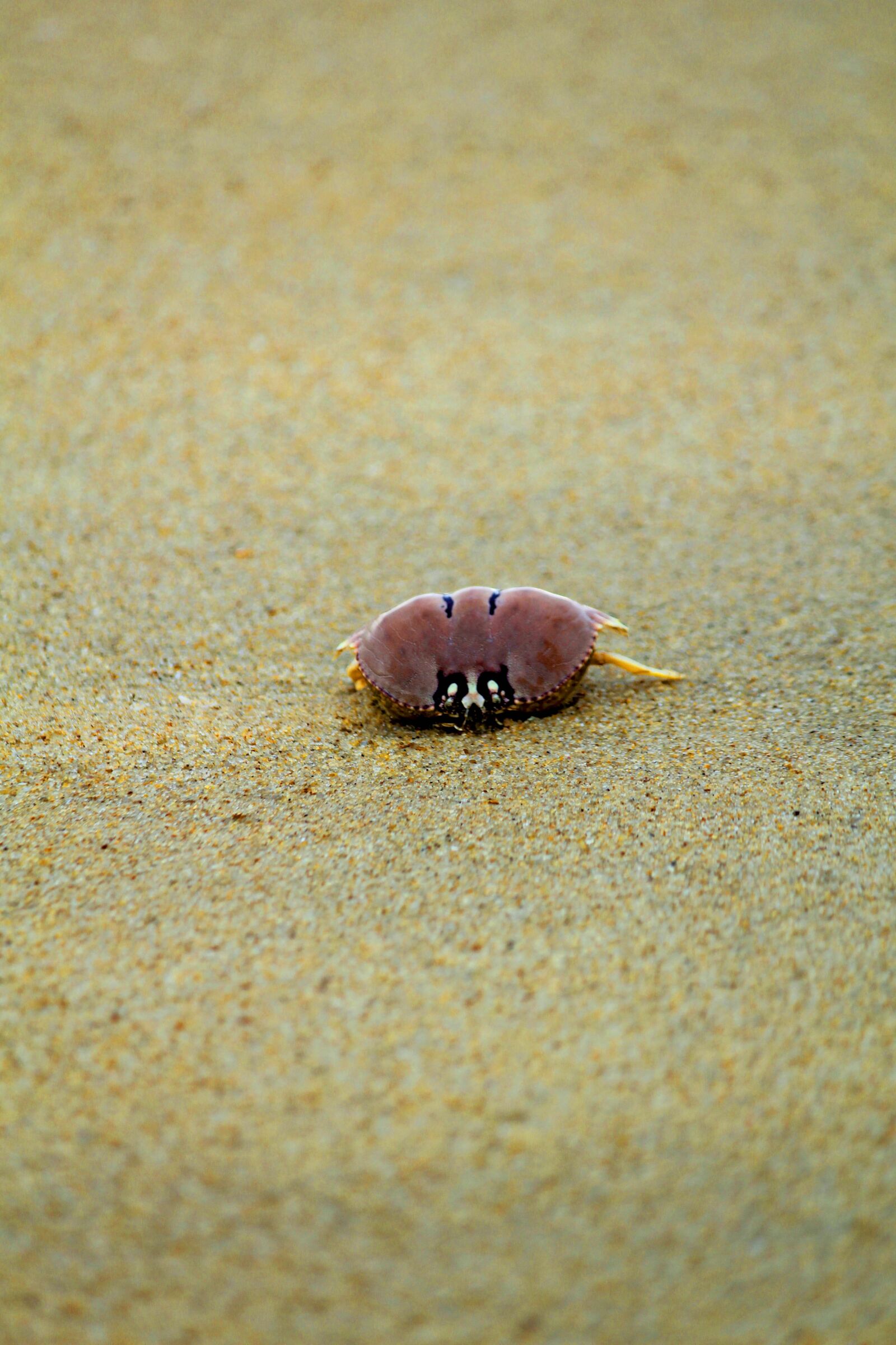 Canon EOS 1300D (EOS Rebel T6 / EOS Kiss X80) sample photo. Beach, sand, ocean photography