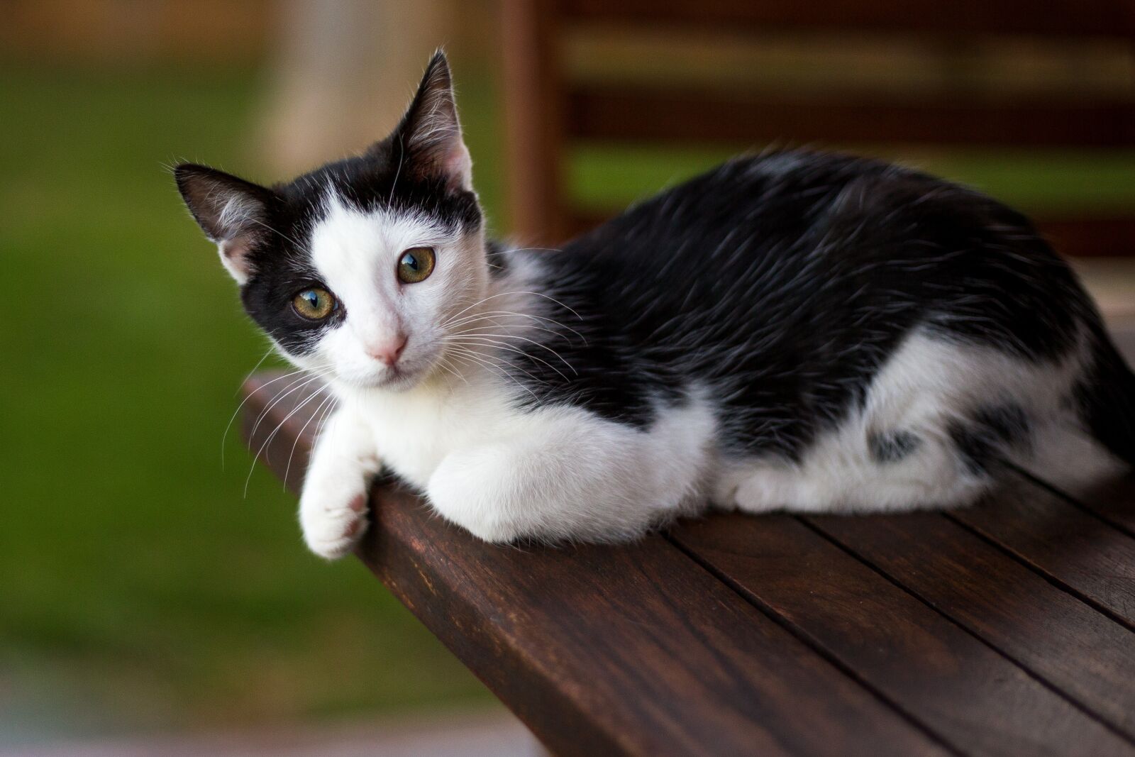 Canon EOS 6D + Canon EF 50mm F1.8 STM sample photo. Cat, table, animal photography
