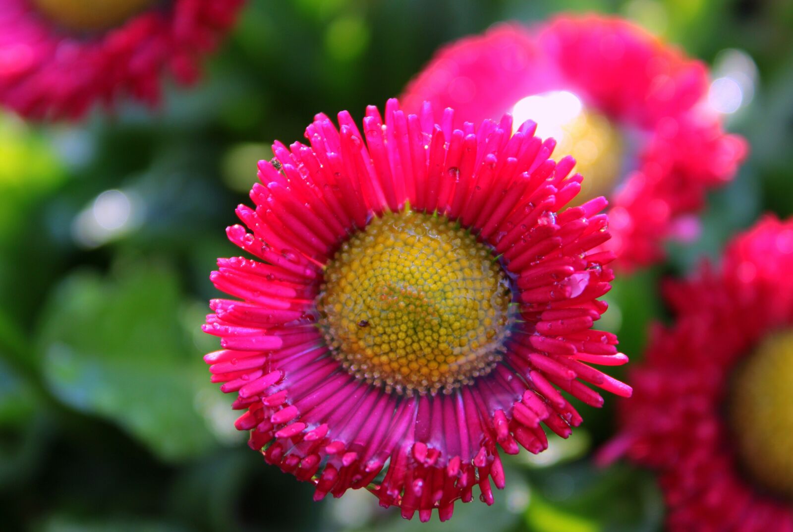 Canon EOS 650D (EOS Rebel T4i / EOS Kiss X6i) sample photo. Geese flower, daisy, pomponette photography