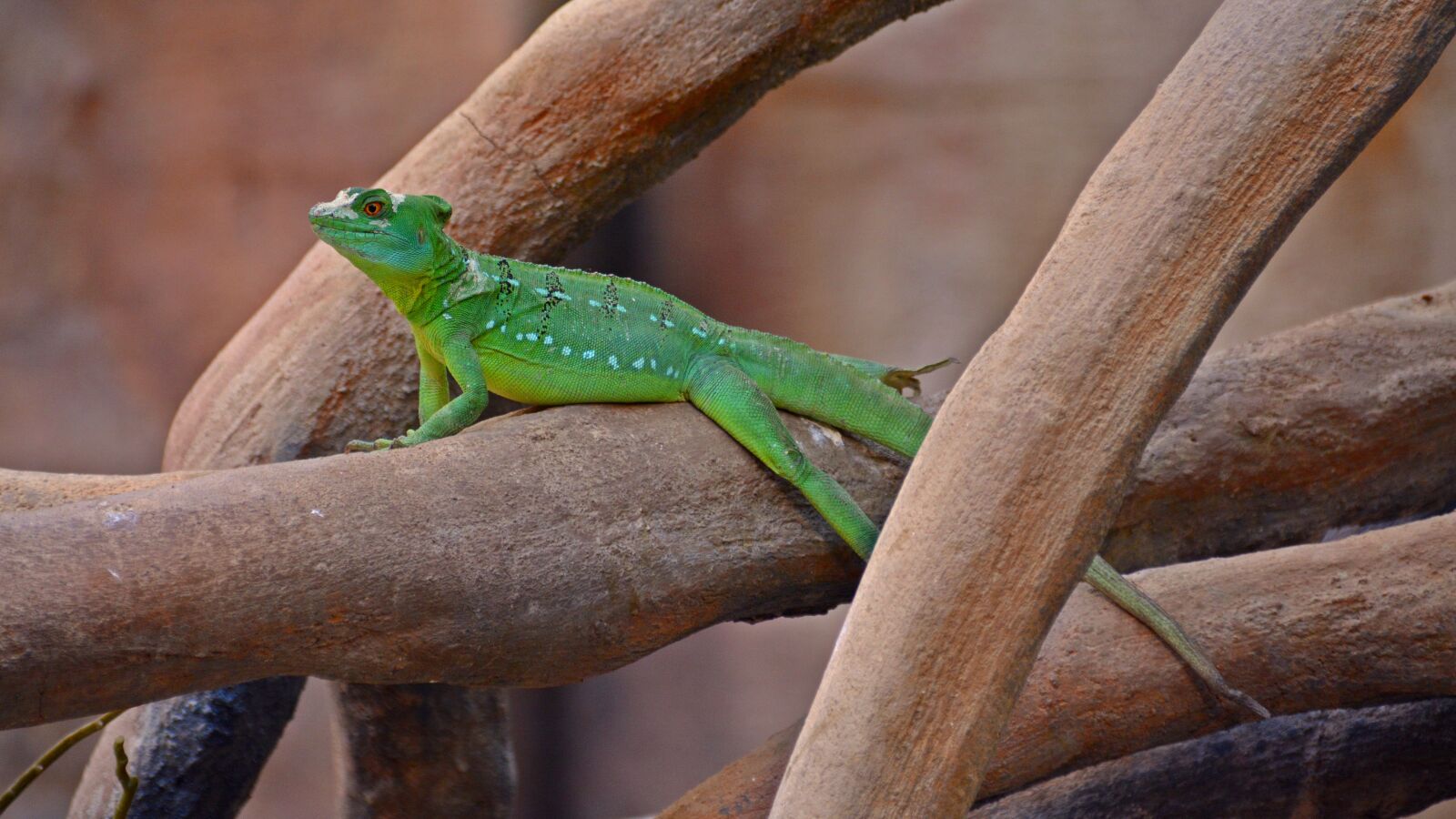 Nikon D5200 sample photo. Lizard, reptile, cold blooded photography