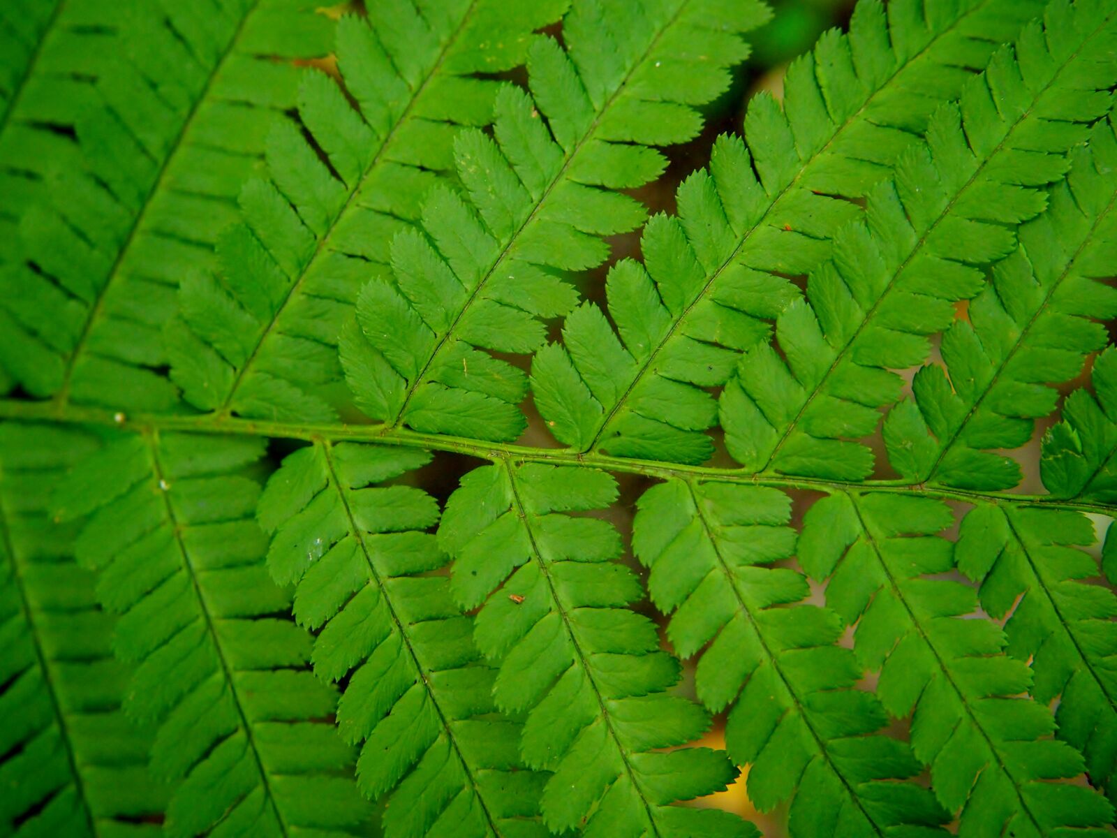 Olympus OM-D E-M10 sample photo. Fern, green, forest photography