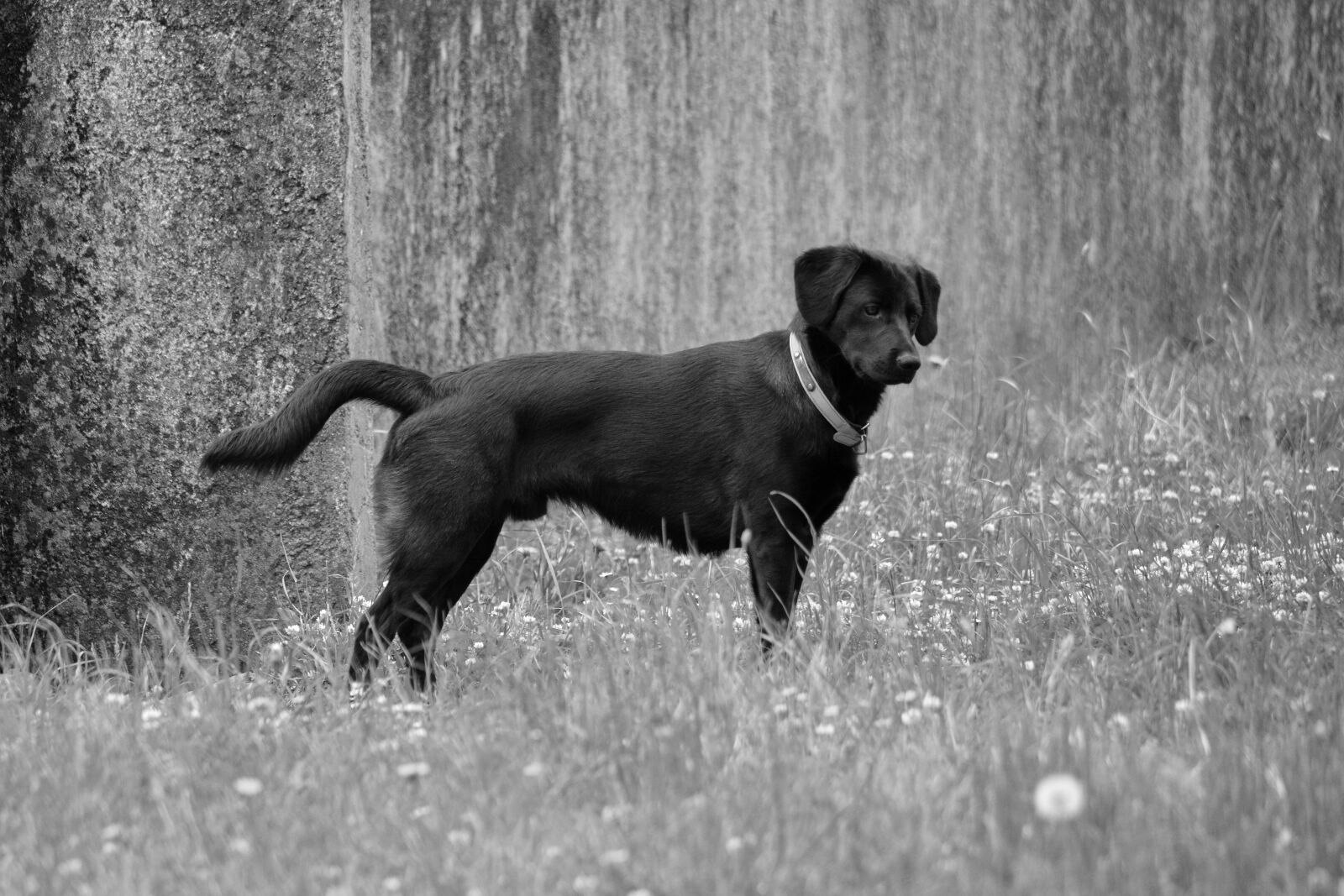 Nikon D5200 sample photo. Animal, de, compagnie, chien photography