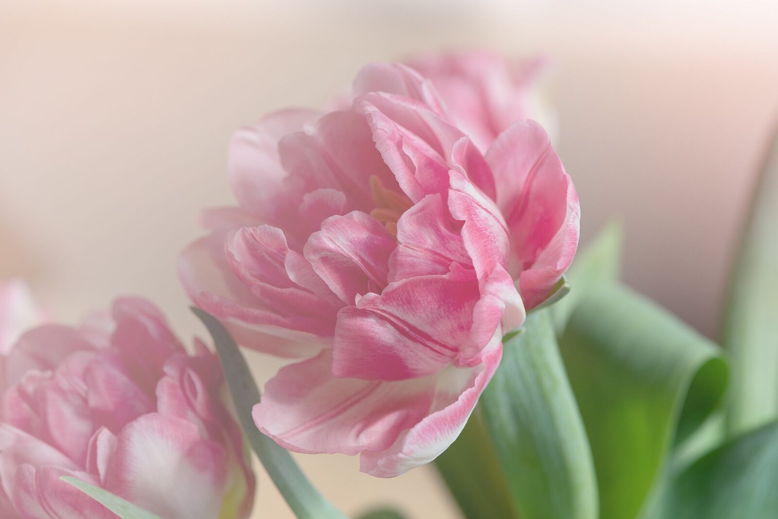 Nikon D750 sample photo. Tulip, blossom, bloom photography