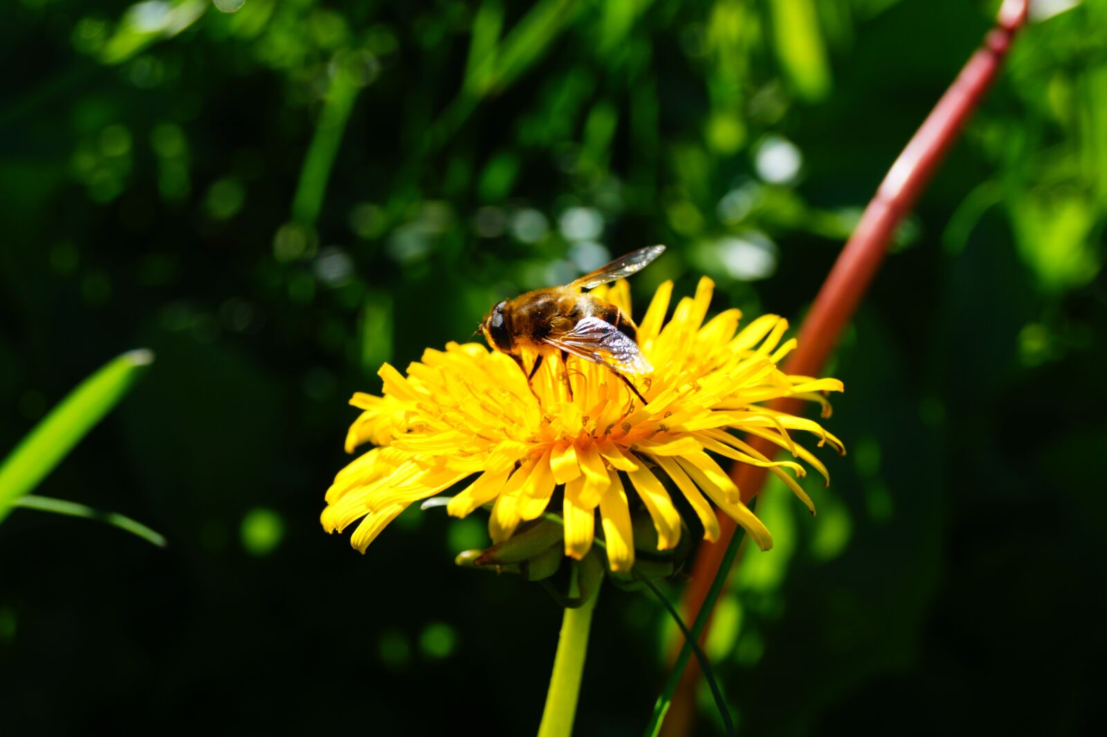Sony SLT-A58 sample photo. Yellow flower, bee, dandelion photography
