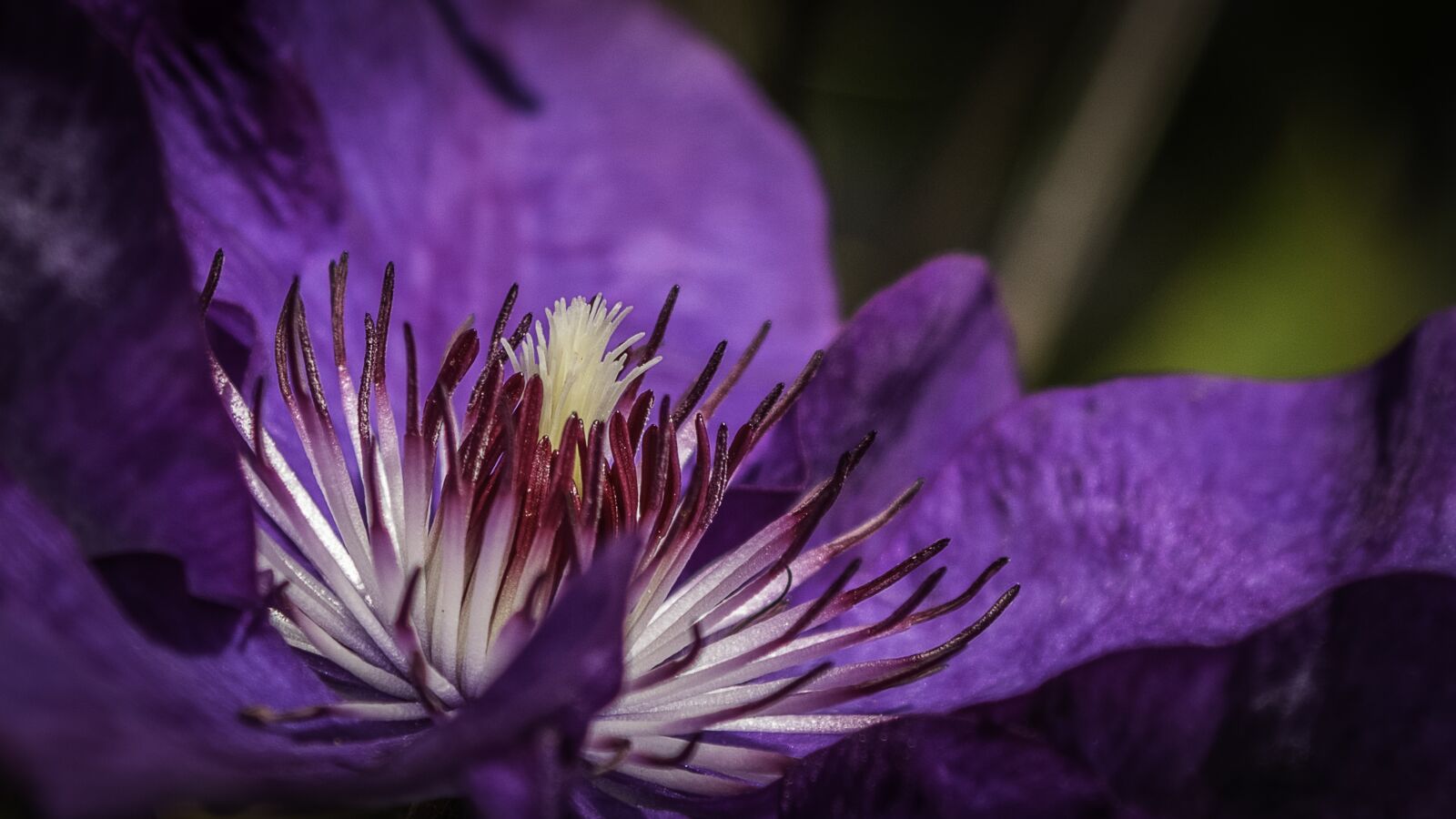 smc PENTAX-FA 28-80mm F3.5-5.6 sample photo. Clematis, blossom, bloom photography