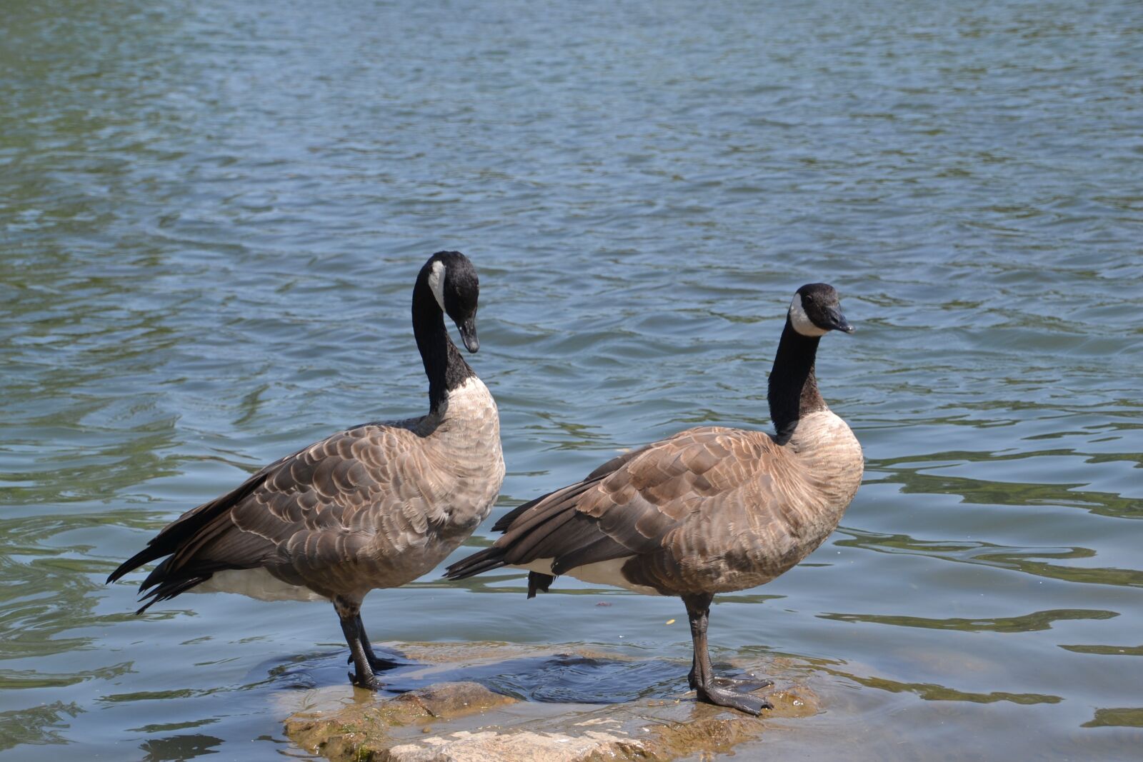 Nikon D3100 sample photo. Duck, water, nature photography