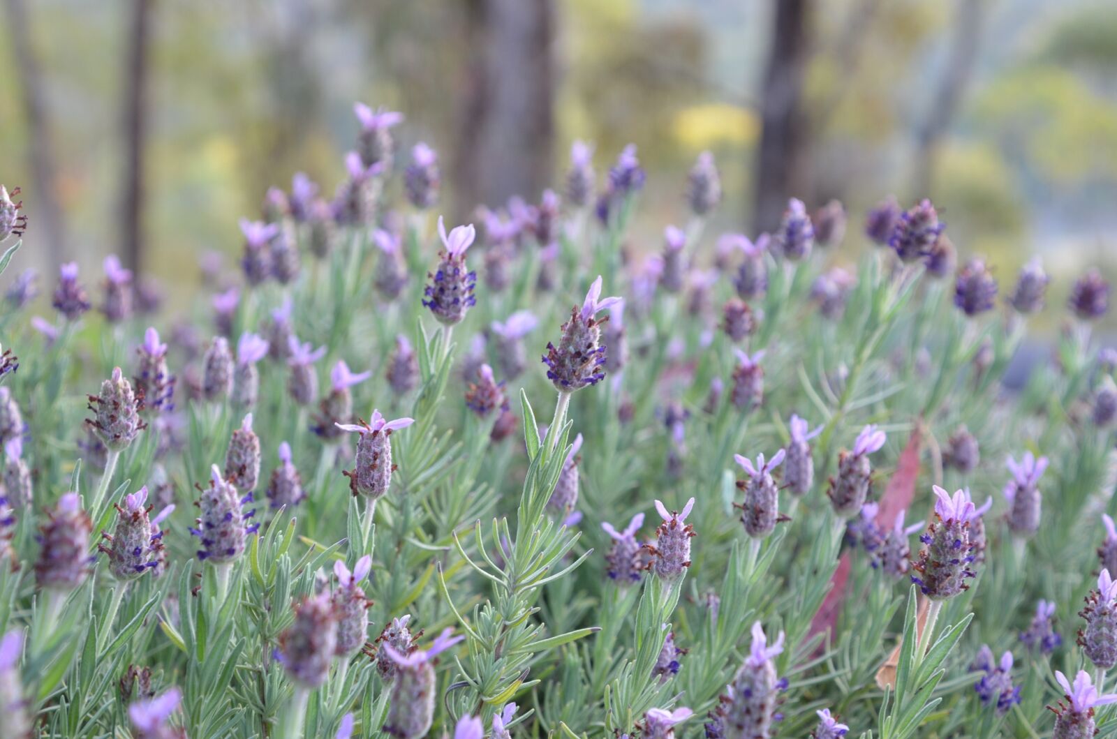 Nikon D5100 sample photo. Lavender, flower, lavender flower photography