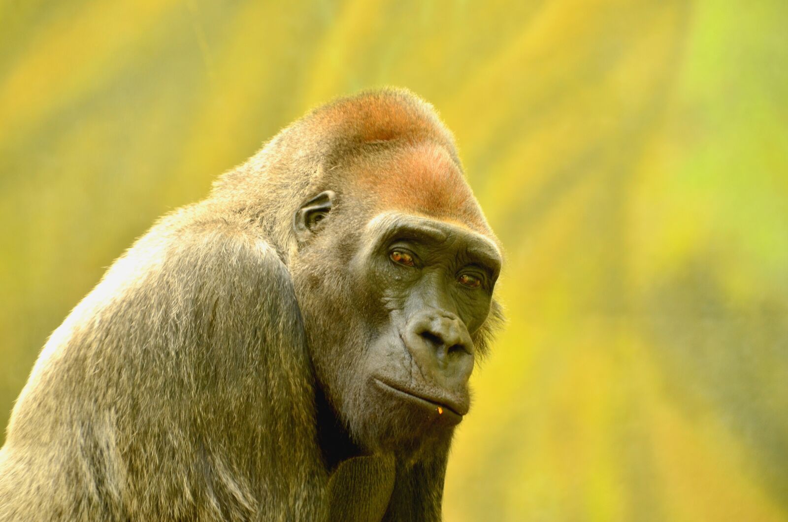 Nikon D5100 sample photo. Adult, animal, ape photography