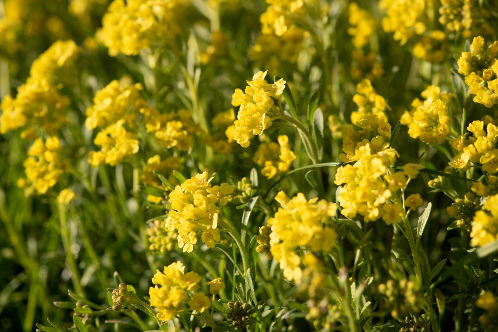 Nikon D750 sample photo. Flowers, yellow, flower photography