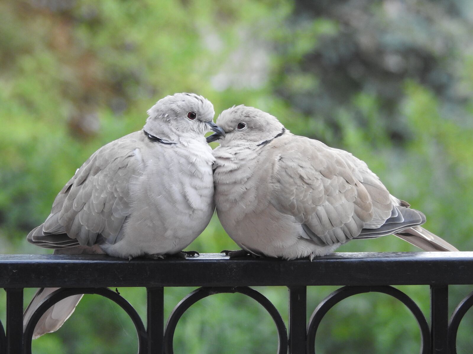 Nikon Coolpix P900 sample photo. Pigeons, para, sweethearts photography