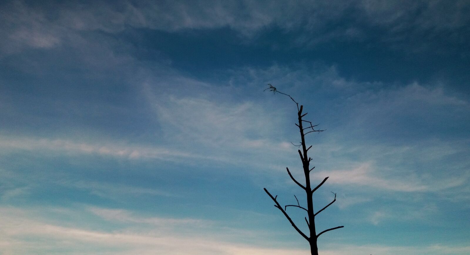 Samsung Galaxy J5 sample photo. Sky, the dry tree photography