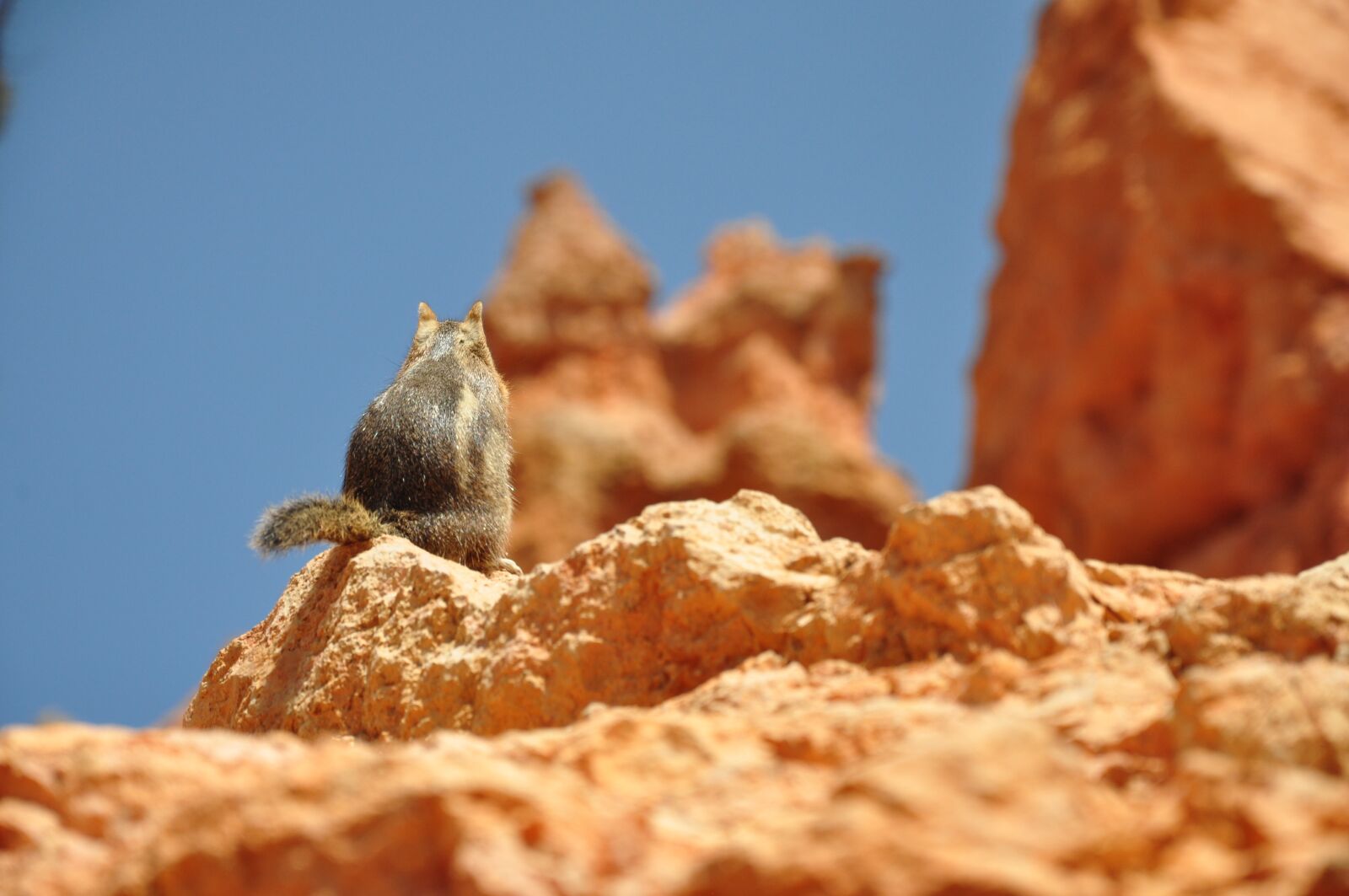 Nikon D90 sample photo. Squirrel, usa, national park photography