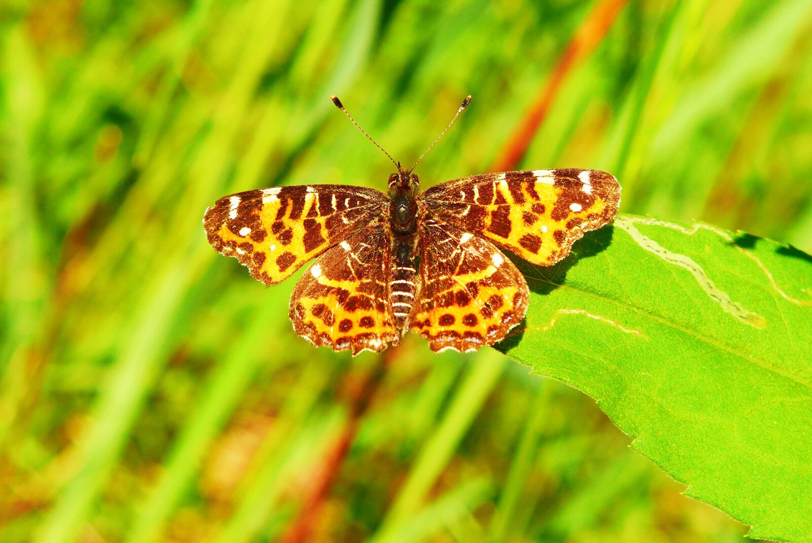 Panasonic Lumix DMC-FZ200 sample photo. Animals, invertebrates, insects photography