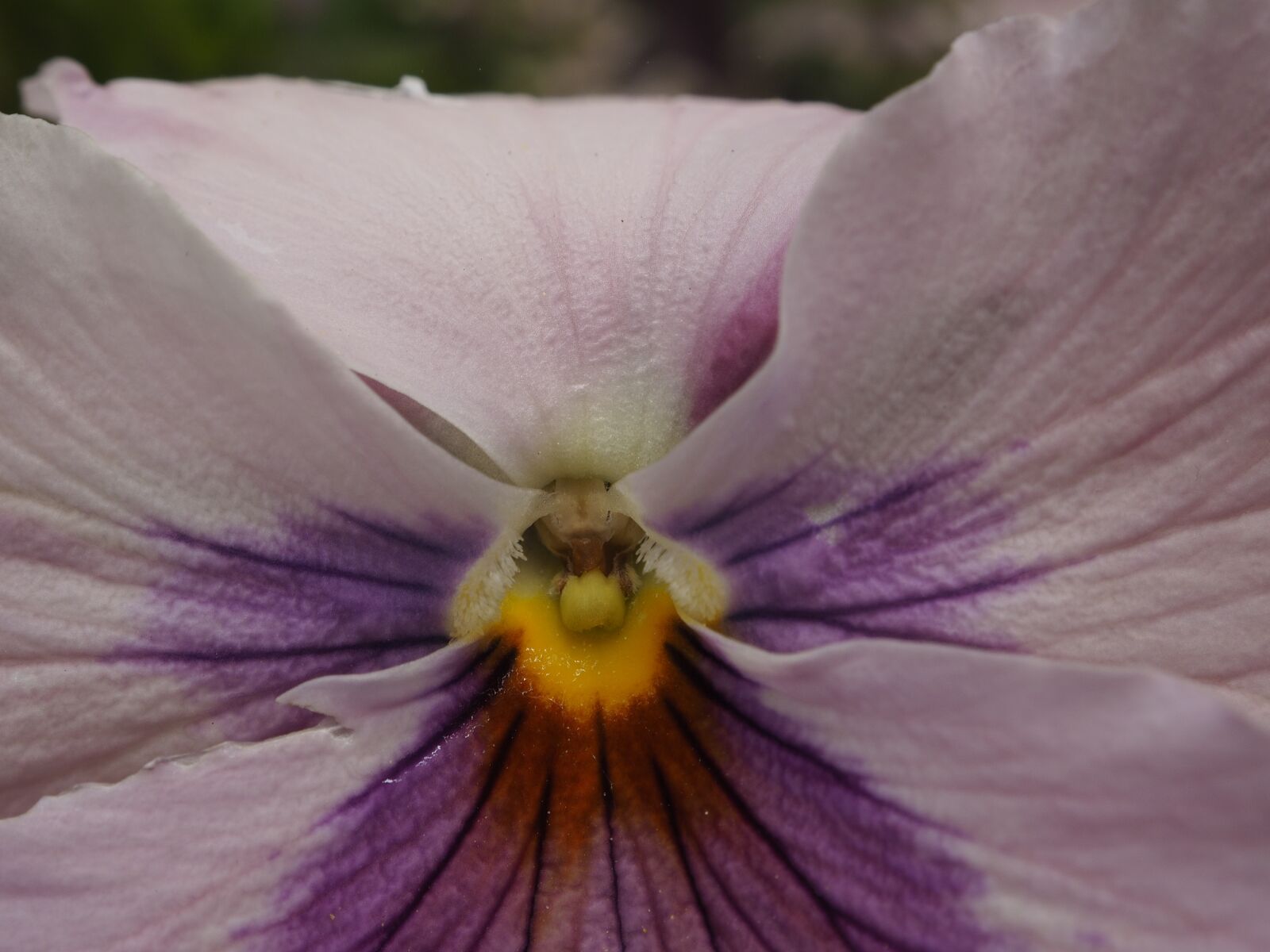 OLYMPUS M.12-50mm F3.5-6.3 sample photo. Flower, macro, petal photography