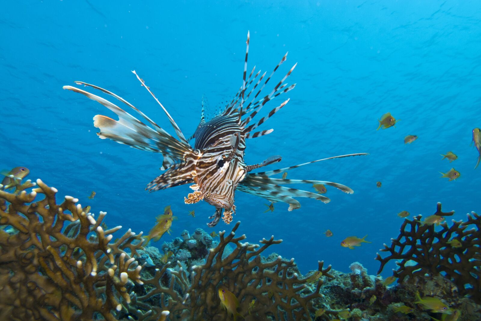 Canon PowerShot G12 sample photo. Fish, underwater, marine life photography